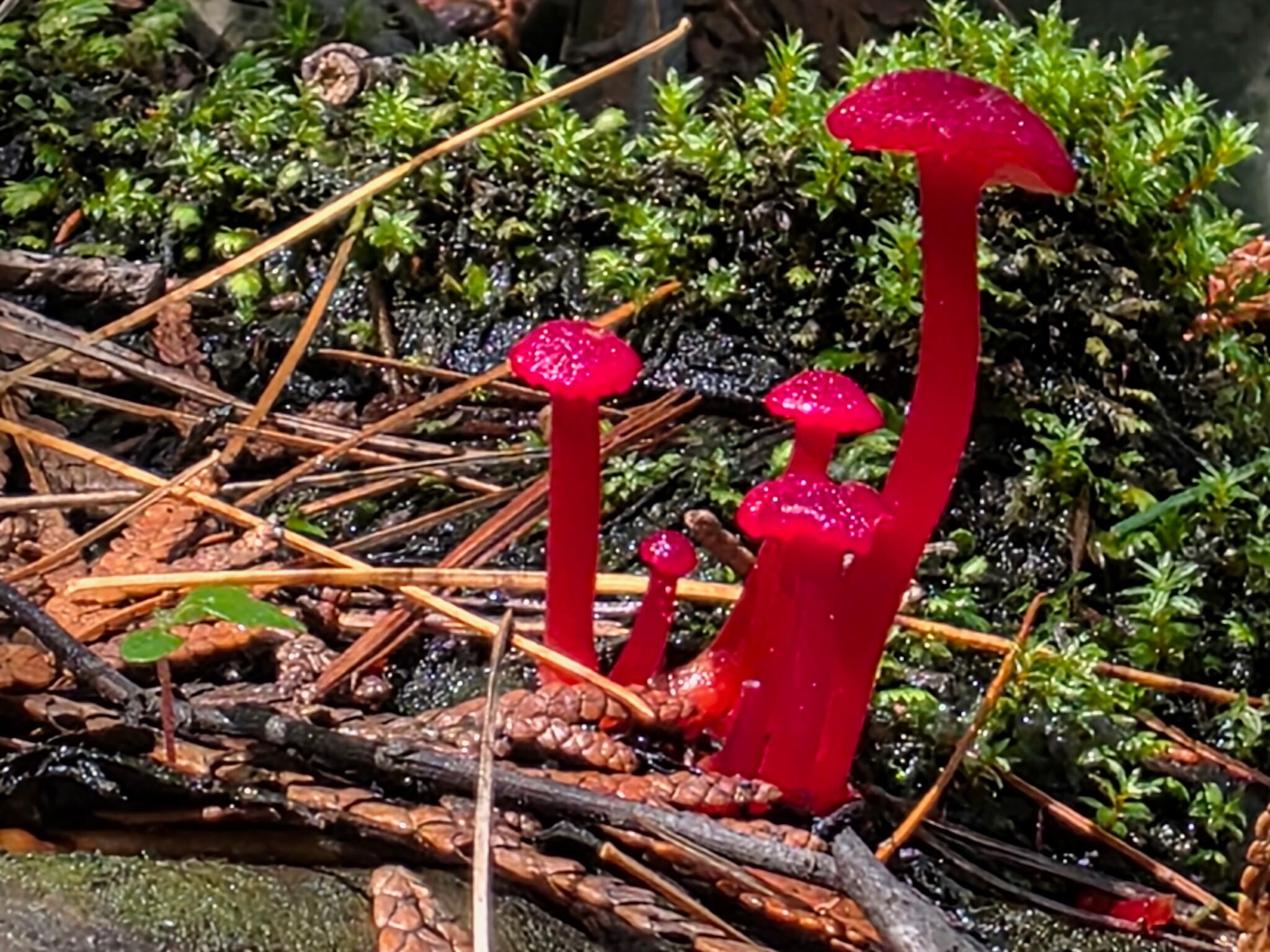 Coolest looking mushrooms I've ever seen