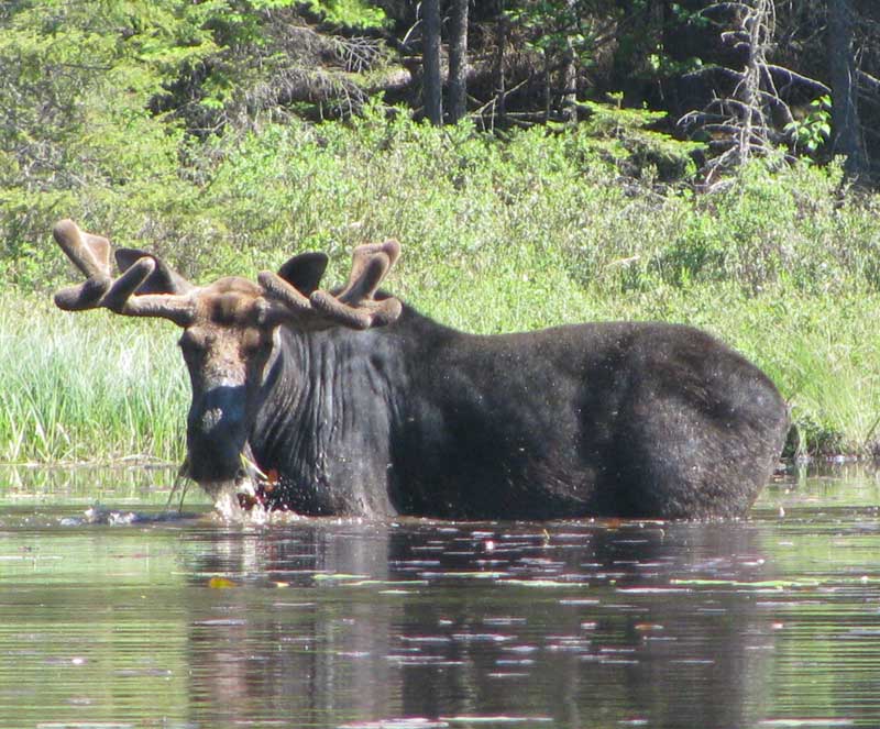 Frost River Moose