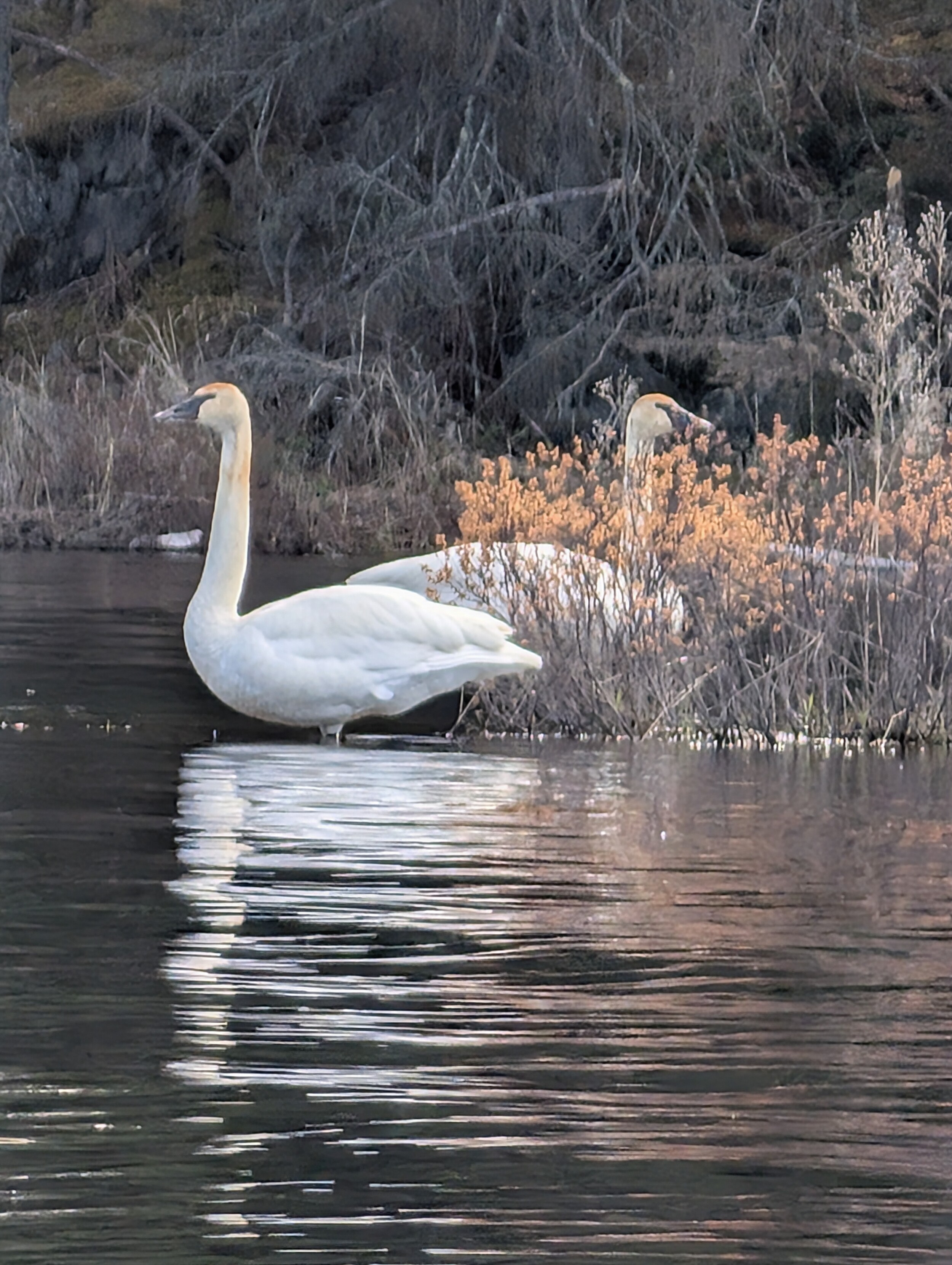 Spring swans