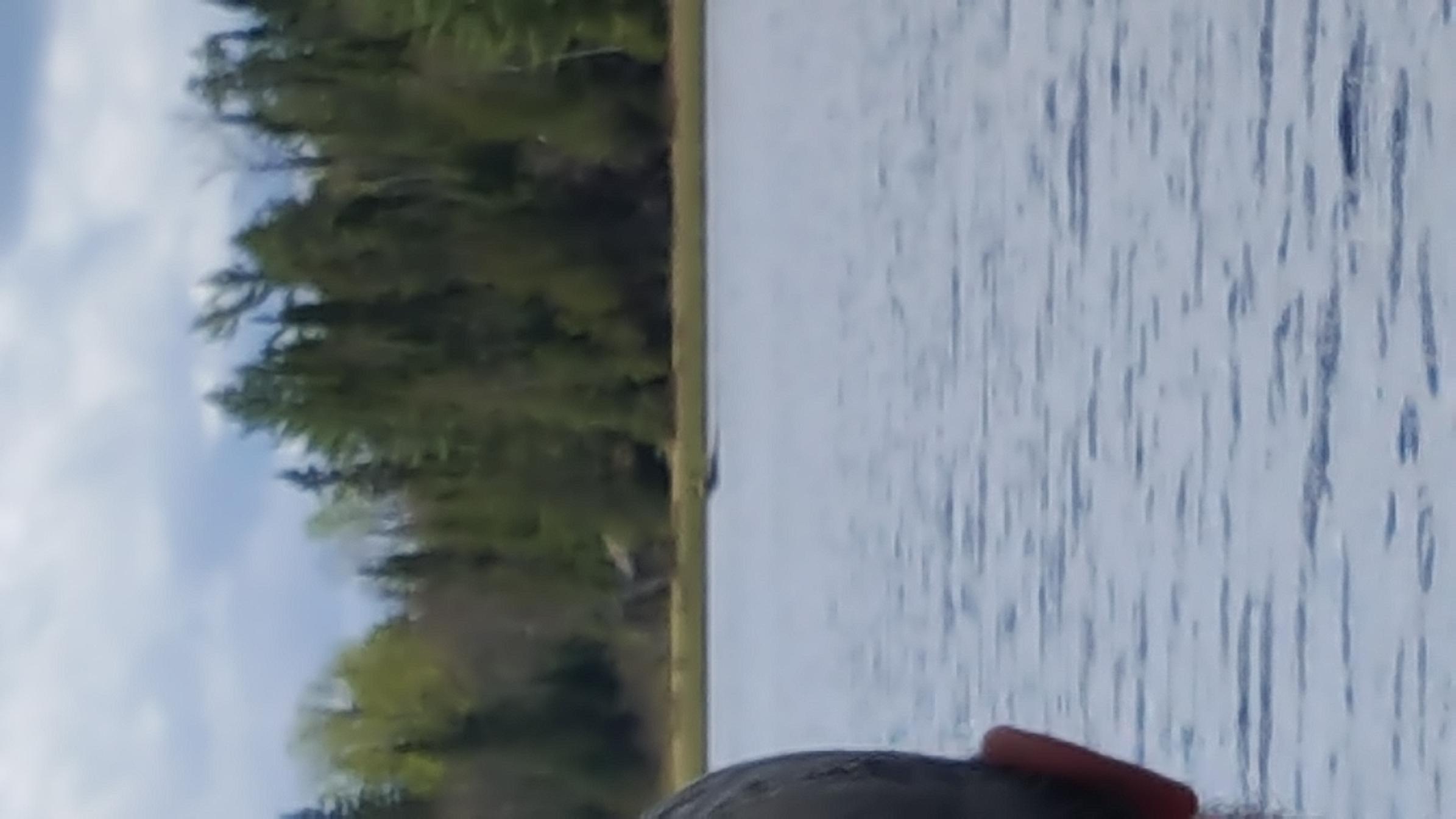 Moose swimming on Little Gabbro