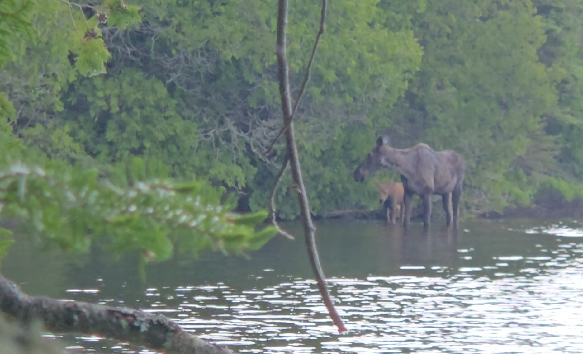 Gaskin Moose and Calf