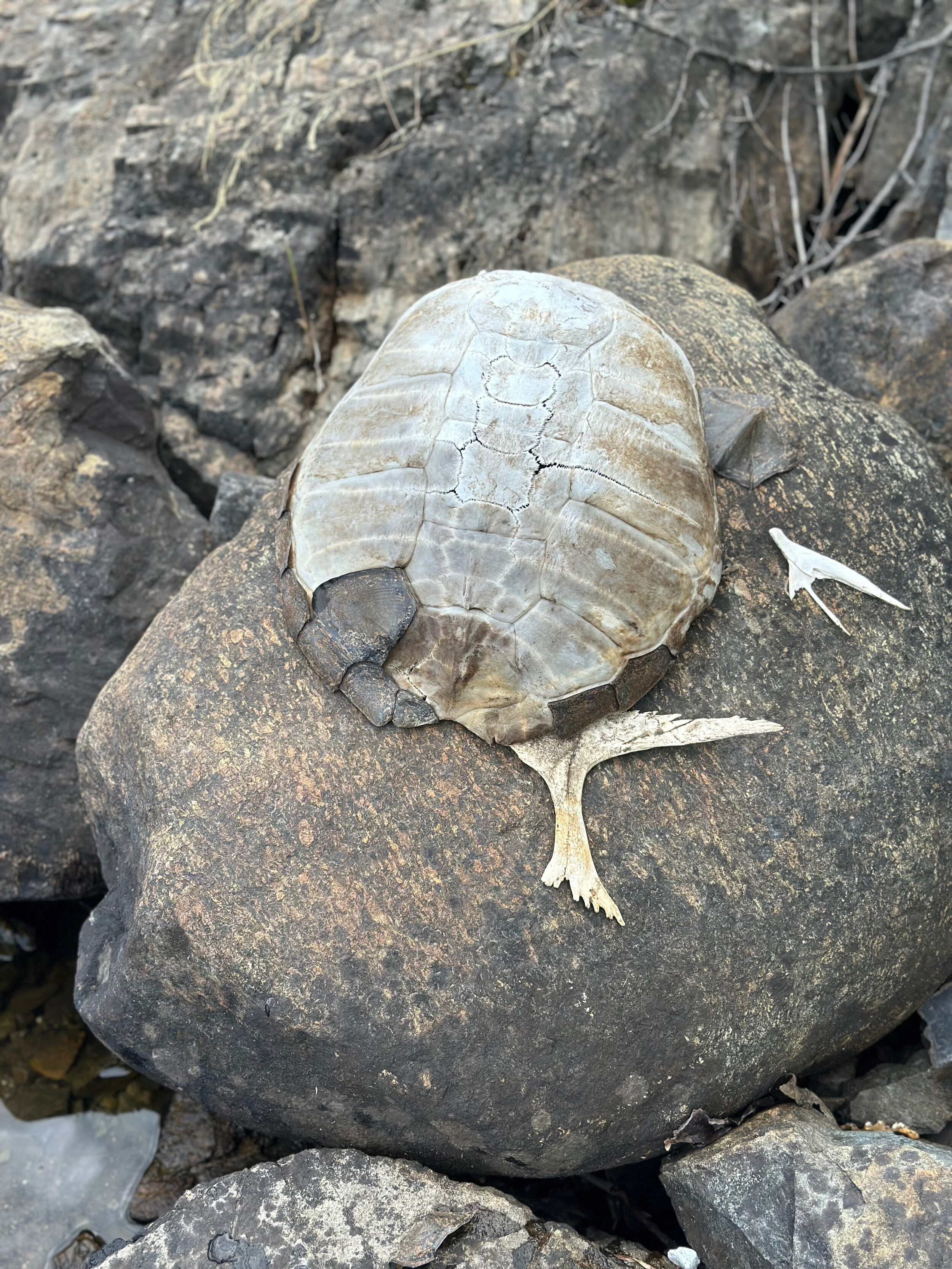 Turtle shell and antler