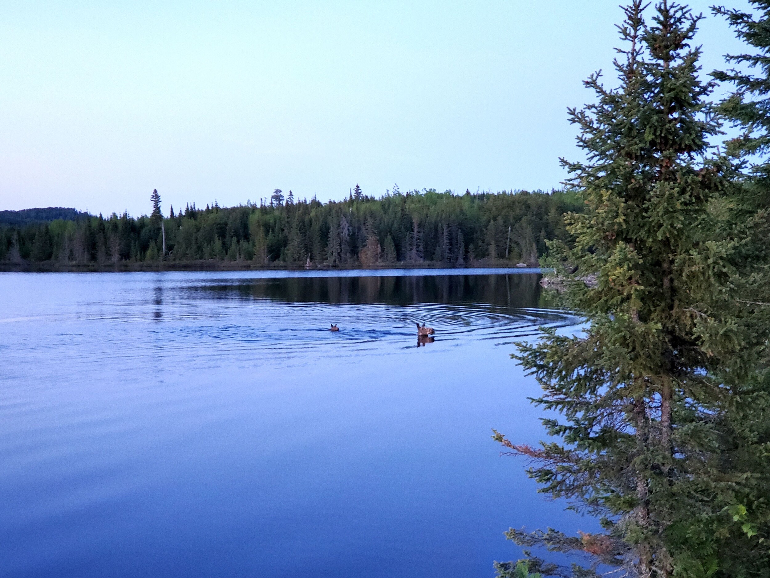Campsite visitors