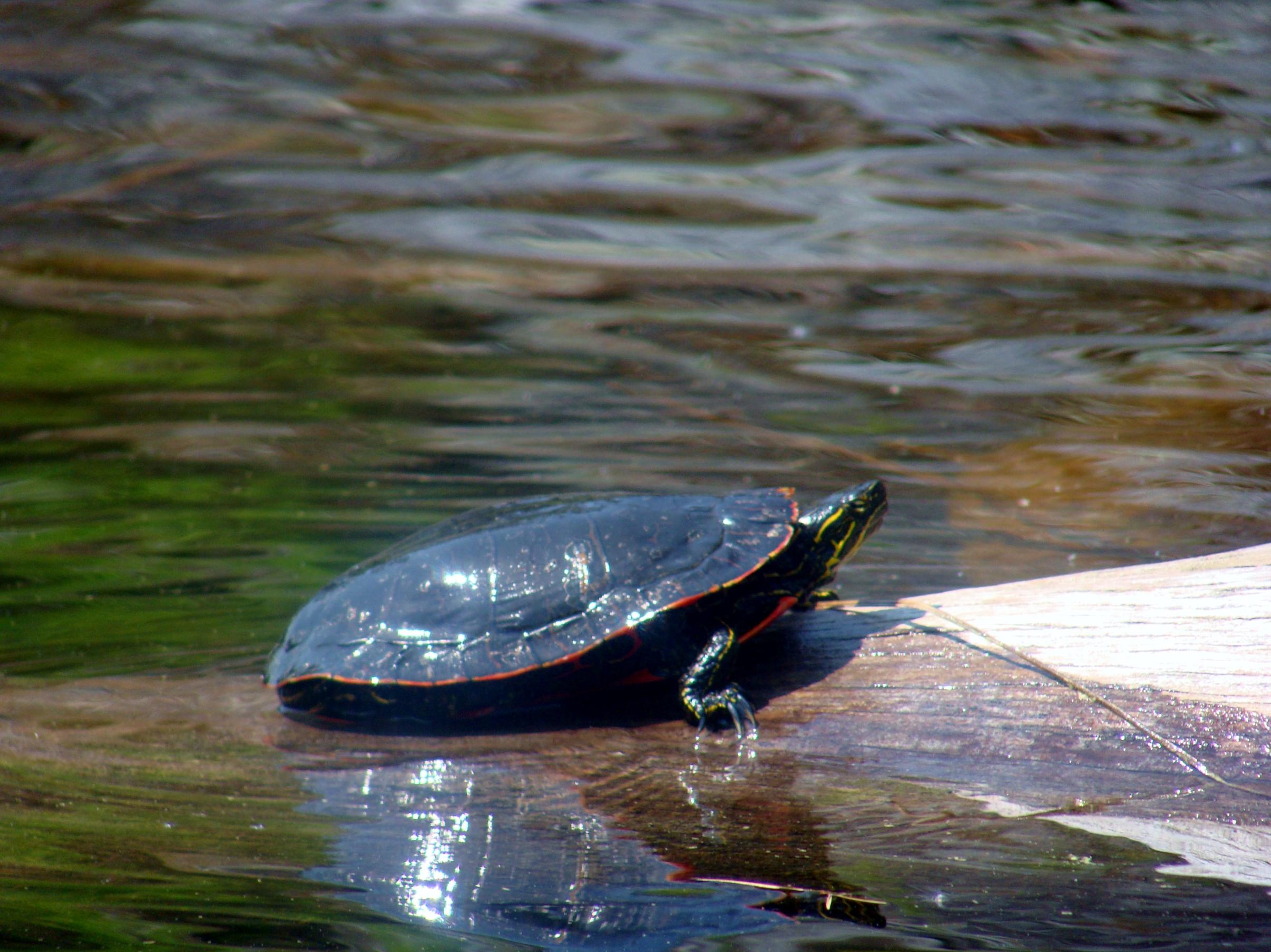 BWCA Turtles, just turtles! Boundary Waters Listening Point - General ...