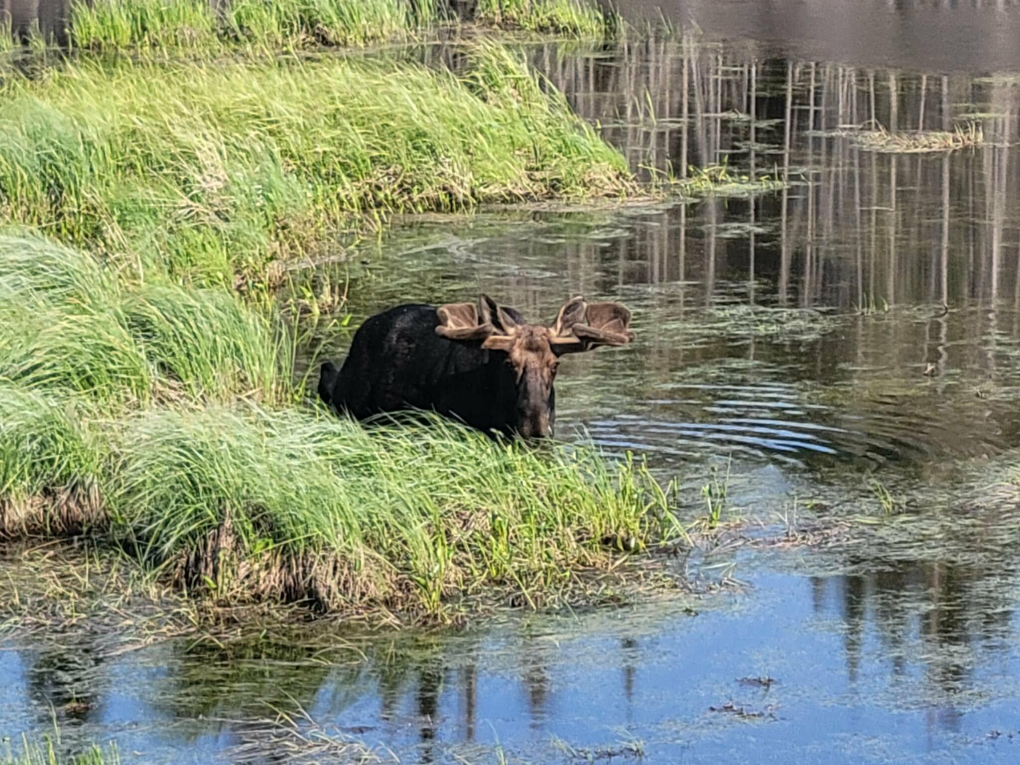 Bull moose on Clove Lake