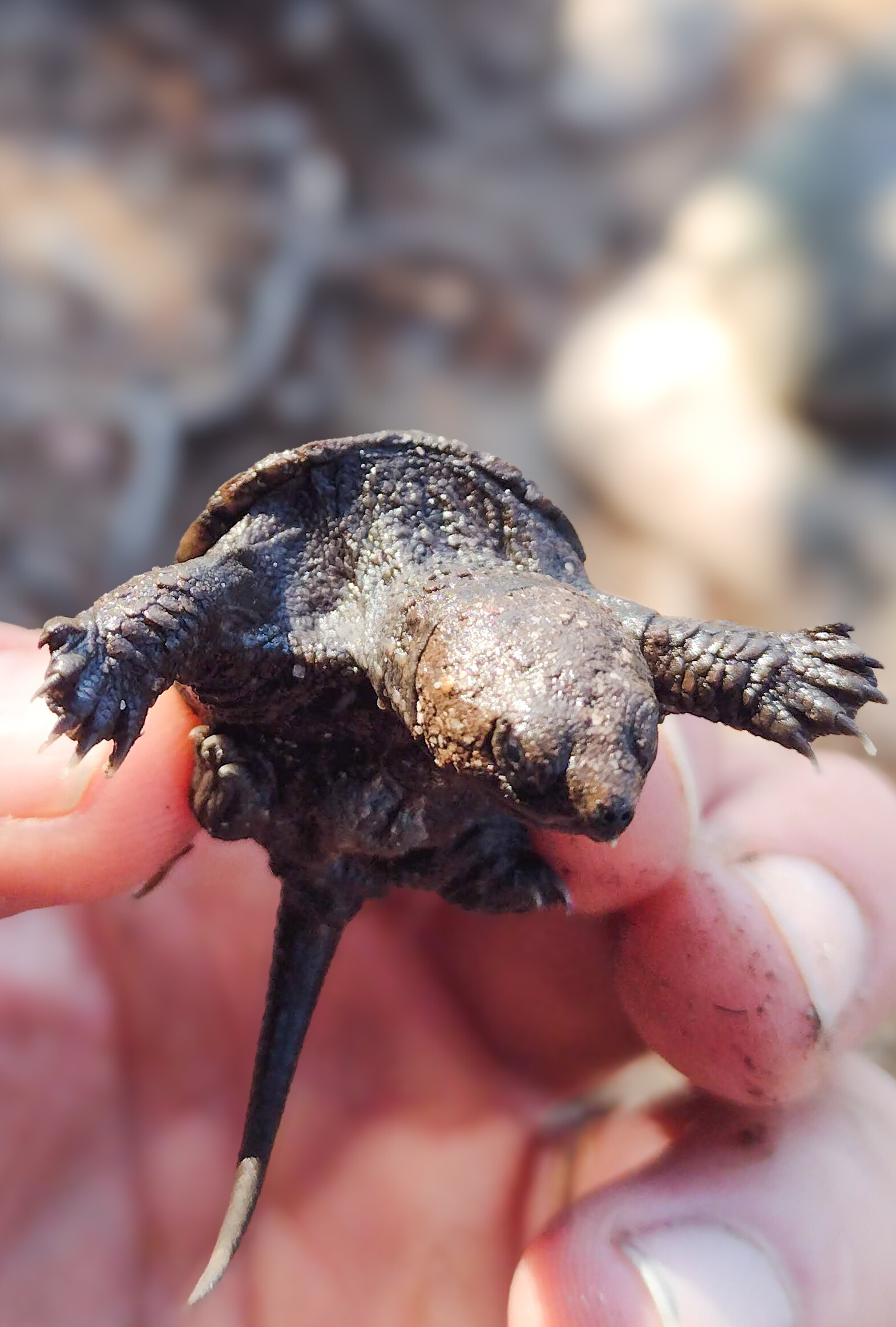 Huge snapper on Lynx!