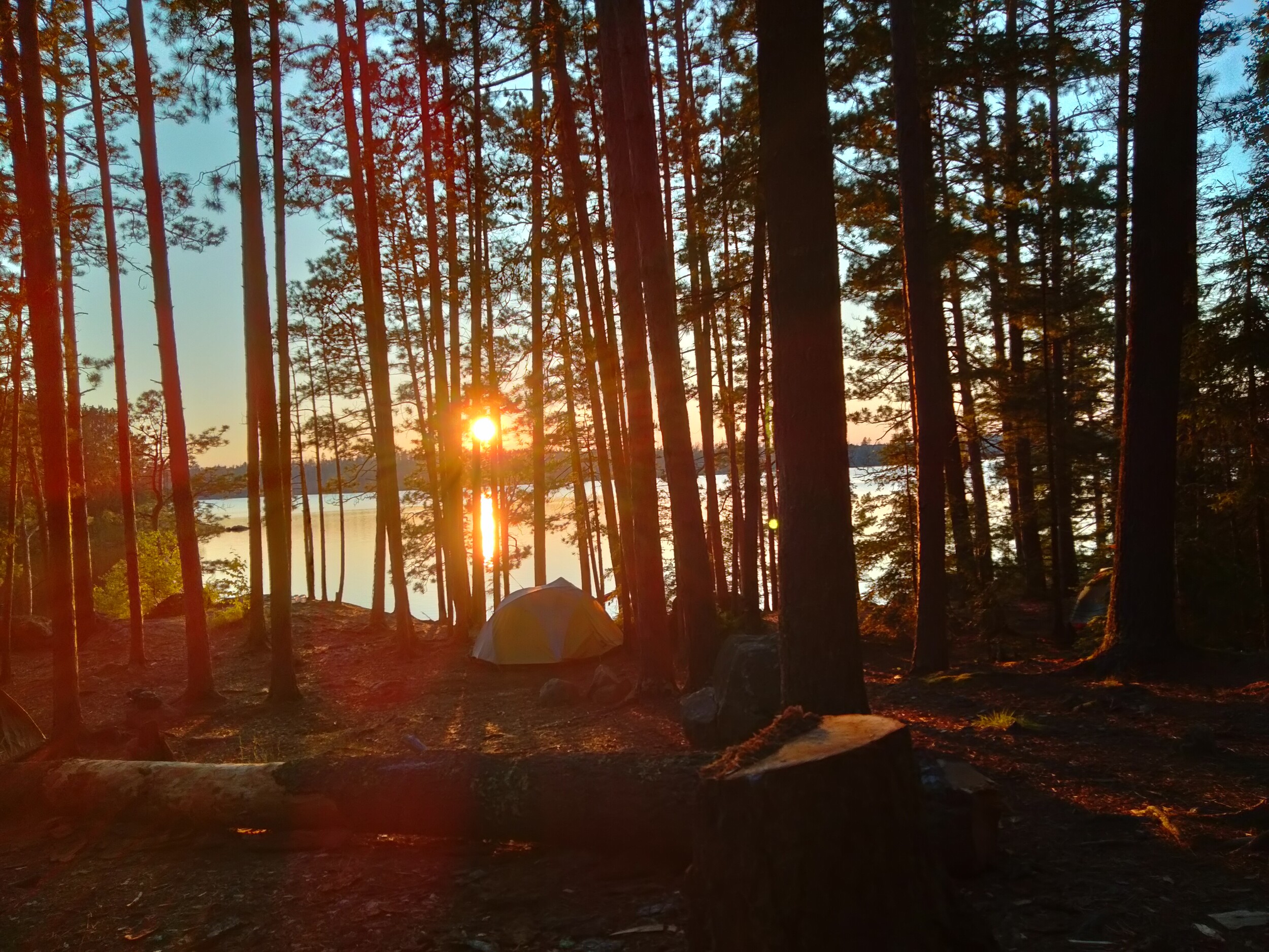 Sunset among the pines