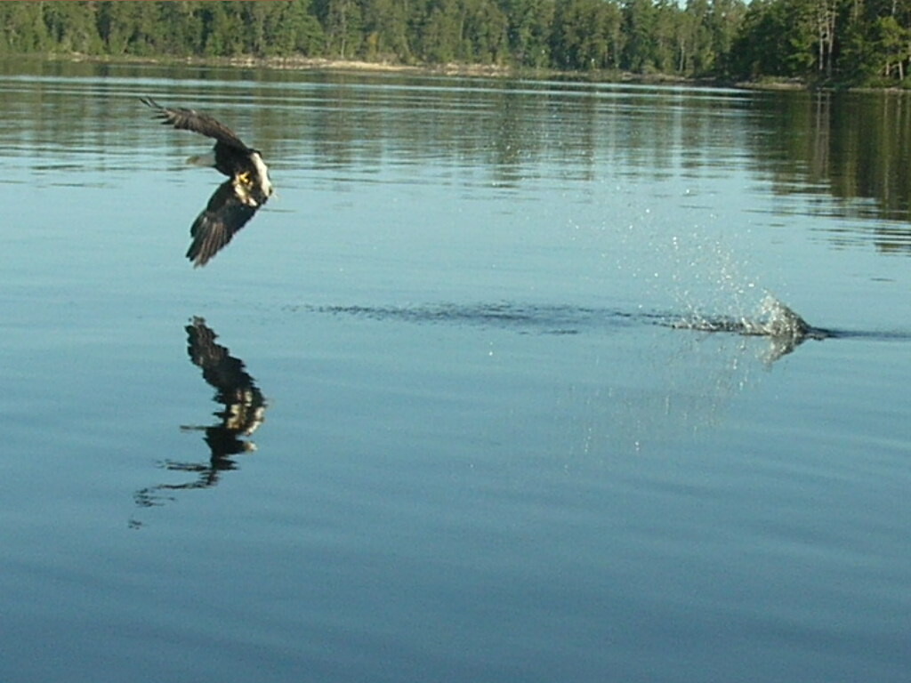 reflections of a mornings catch