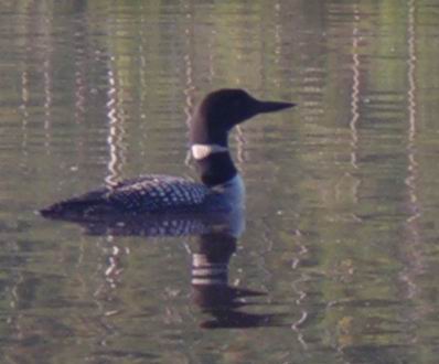 Loon on Gabi