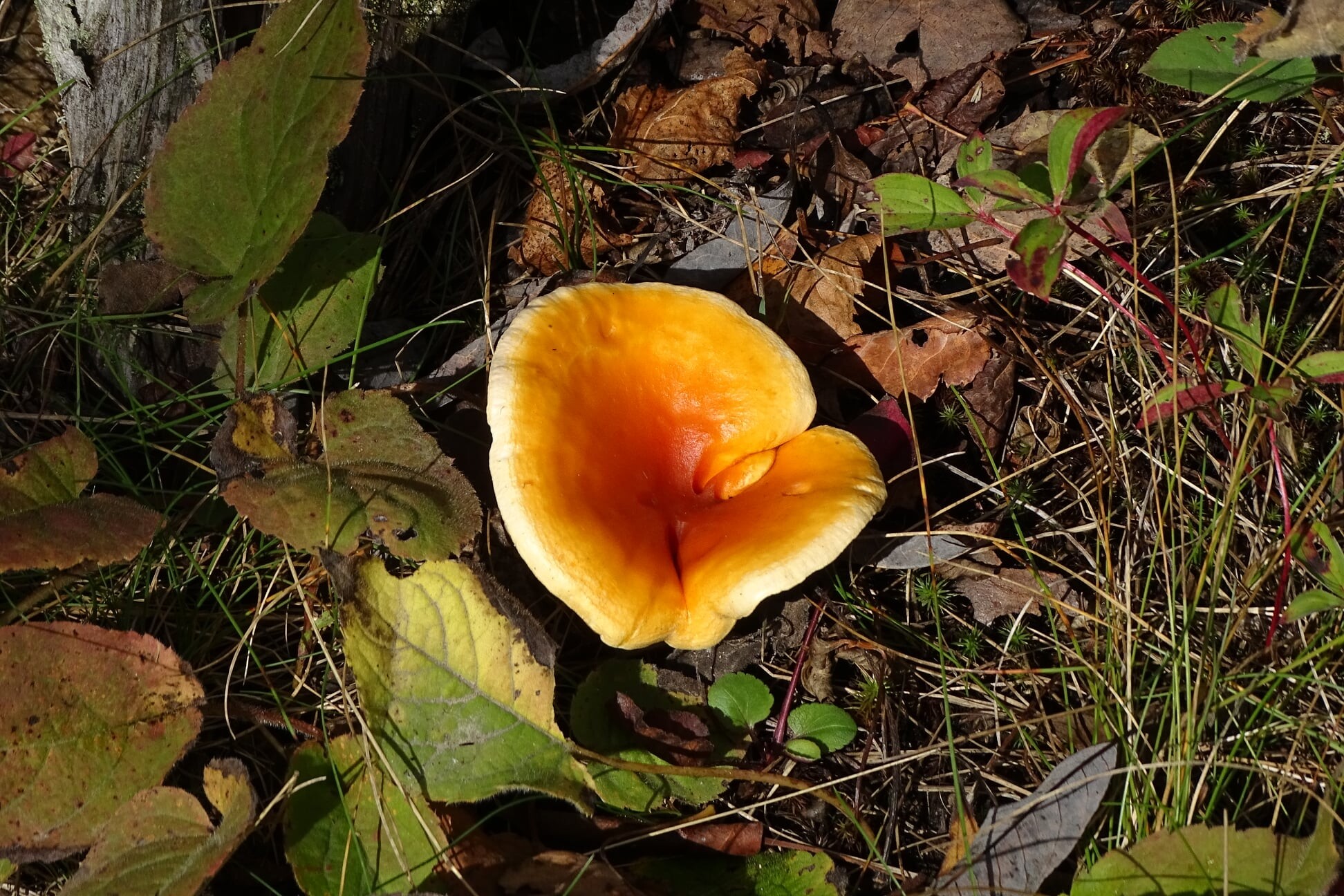 Portage to Red Rock from Alpine 2021