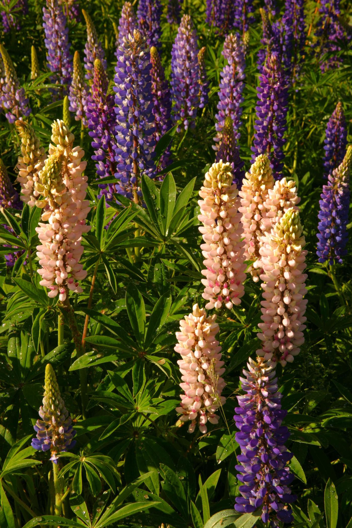 lupine fireworks