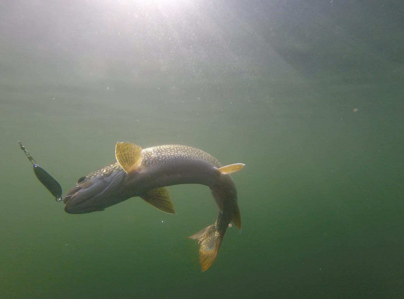 BWCA Any BWCA or Quetico fish? Boundary Waters Fishing Forum