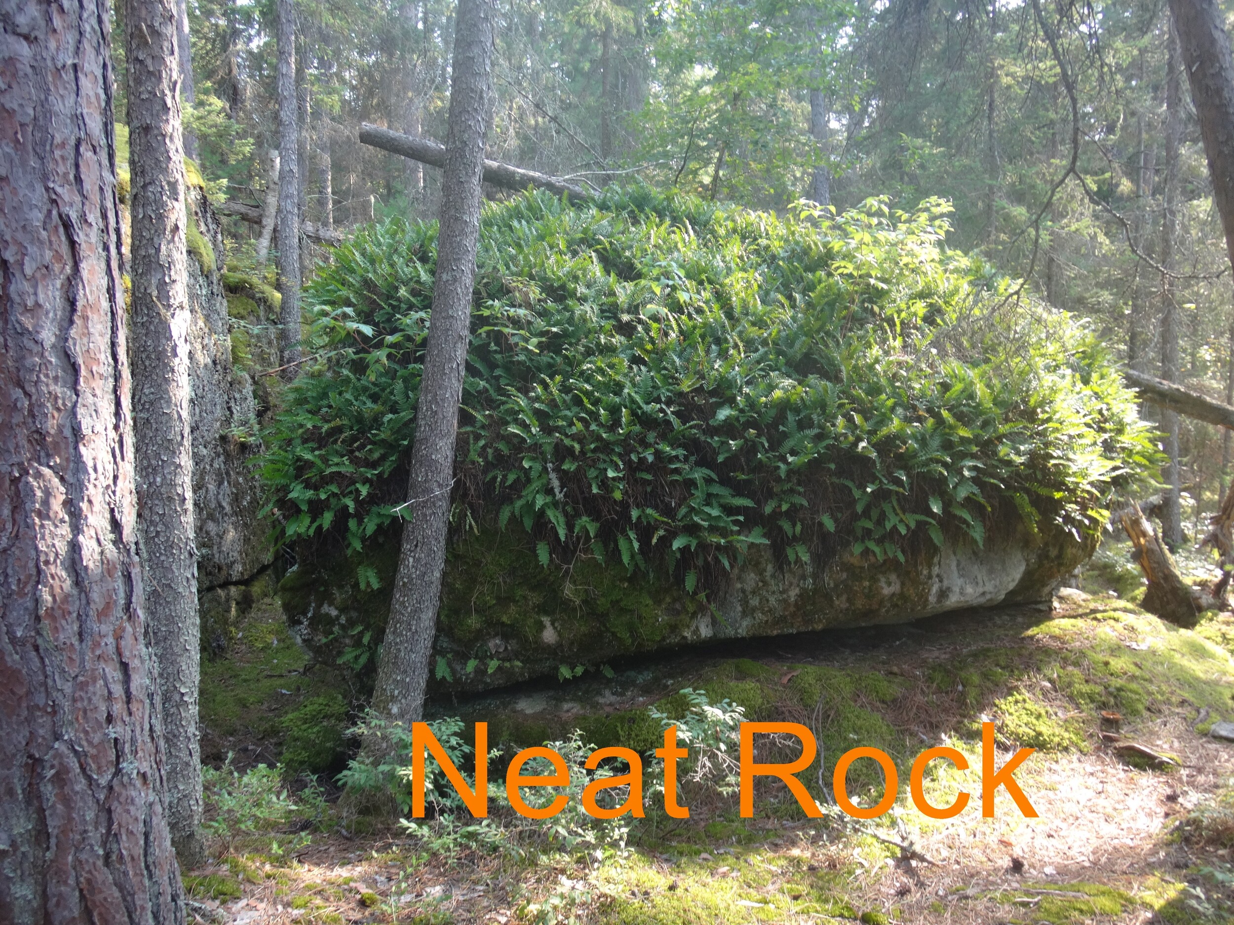 Neat Rock