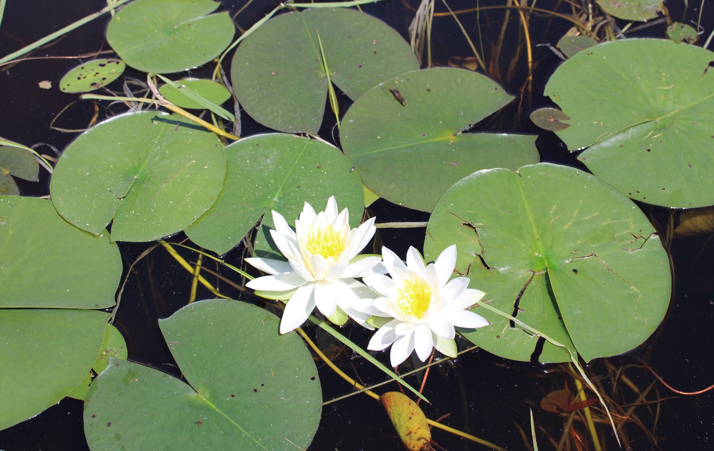 Moose River Lillies