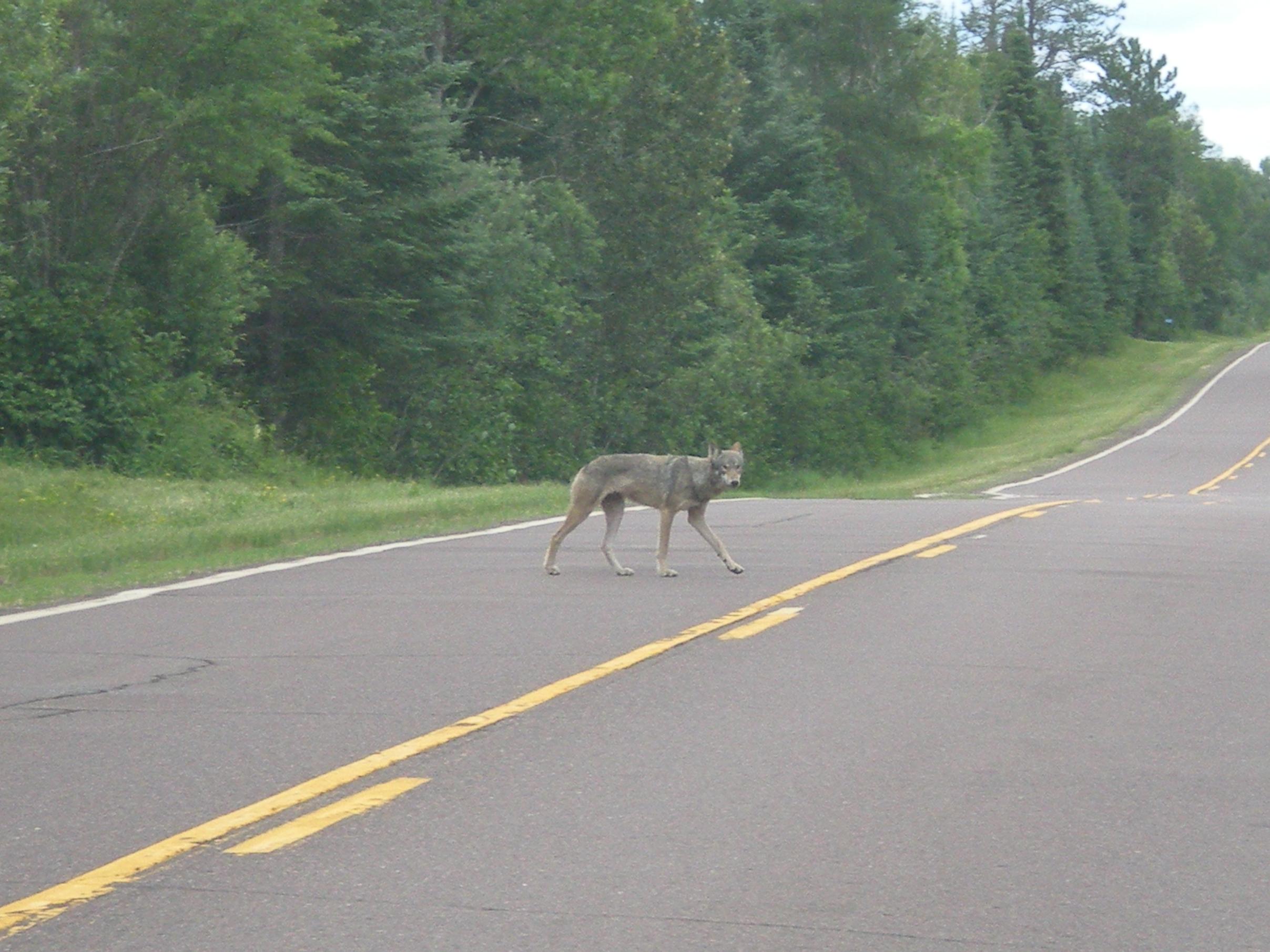 BWCA Any wolf sightings this year? Boundary Waters Listening Point