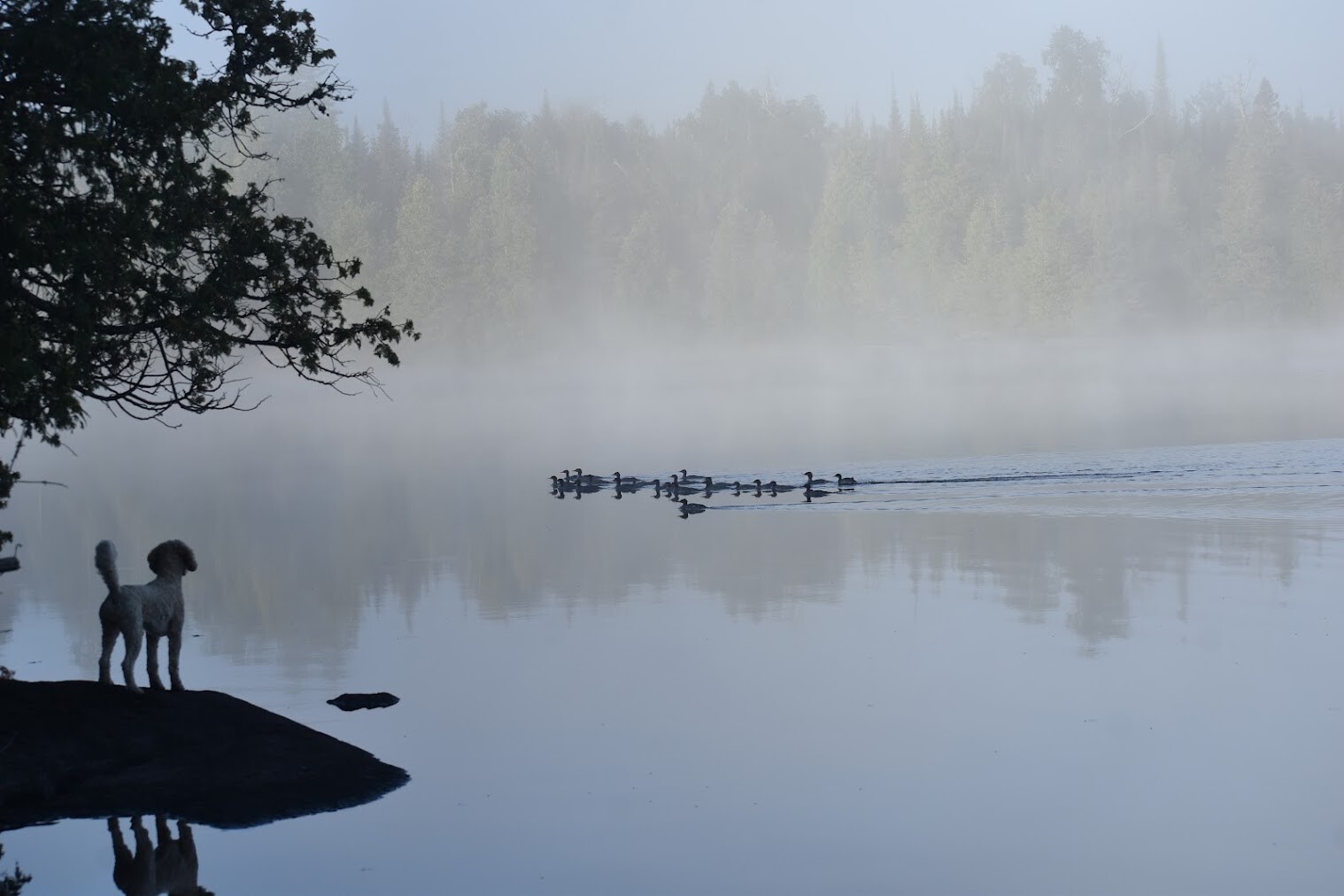 Of Dogs and Ducks