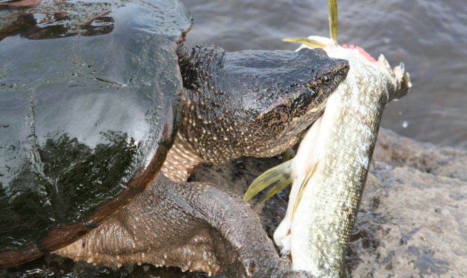 turtle&pike