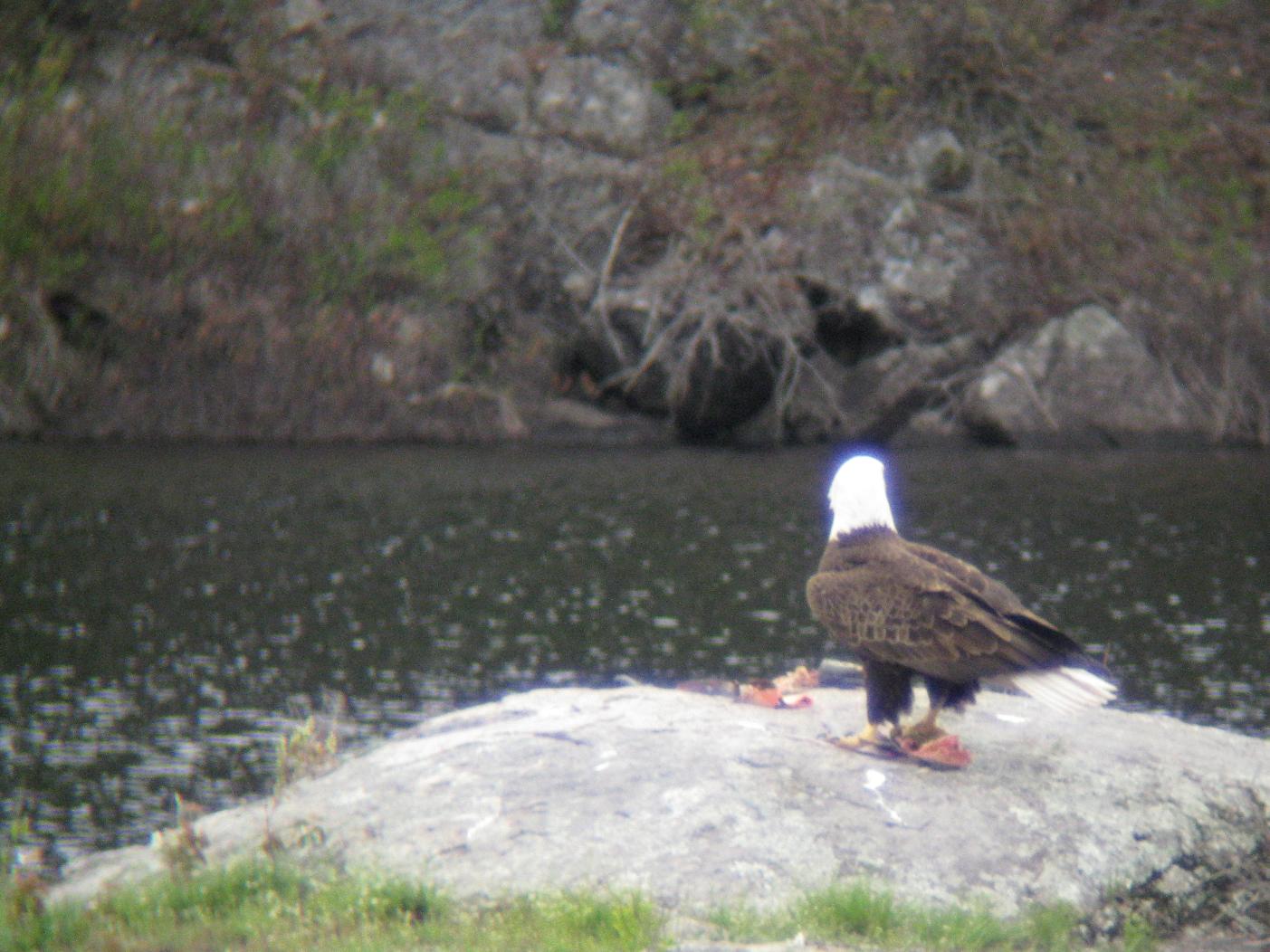 Malberg Eagle