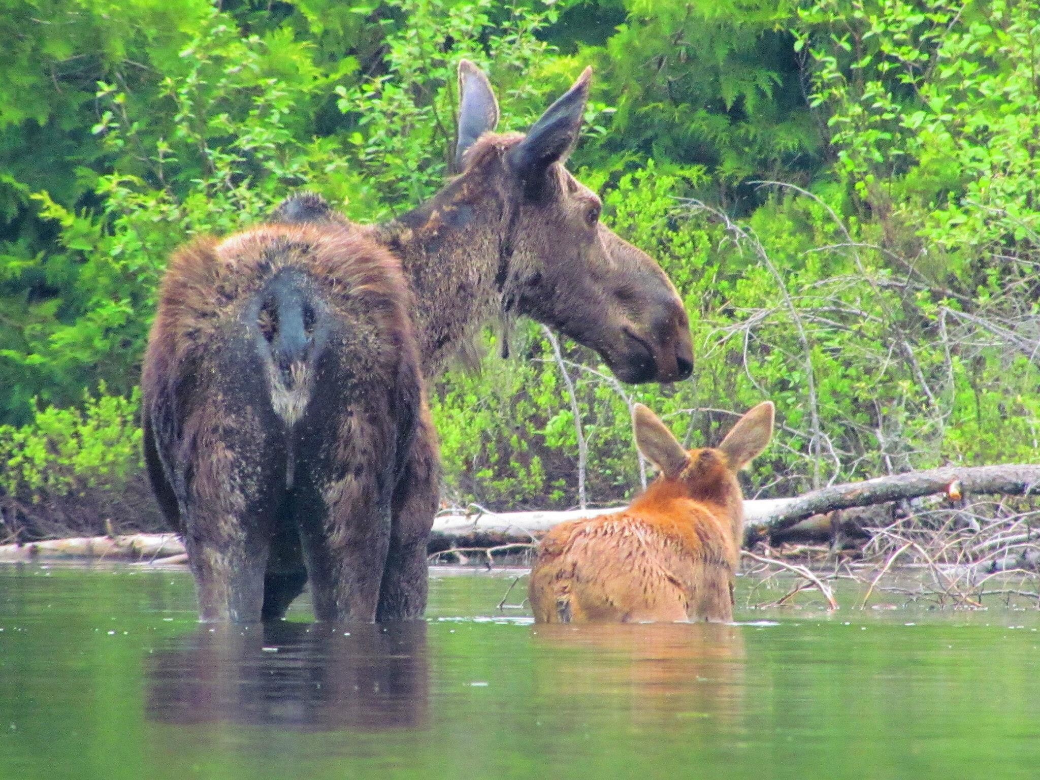 Moose