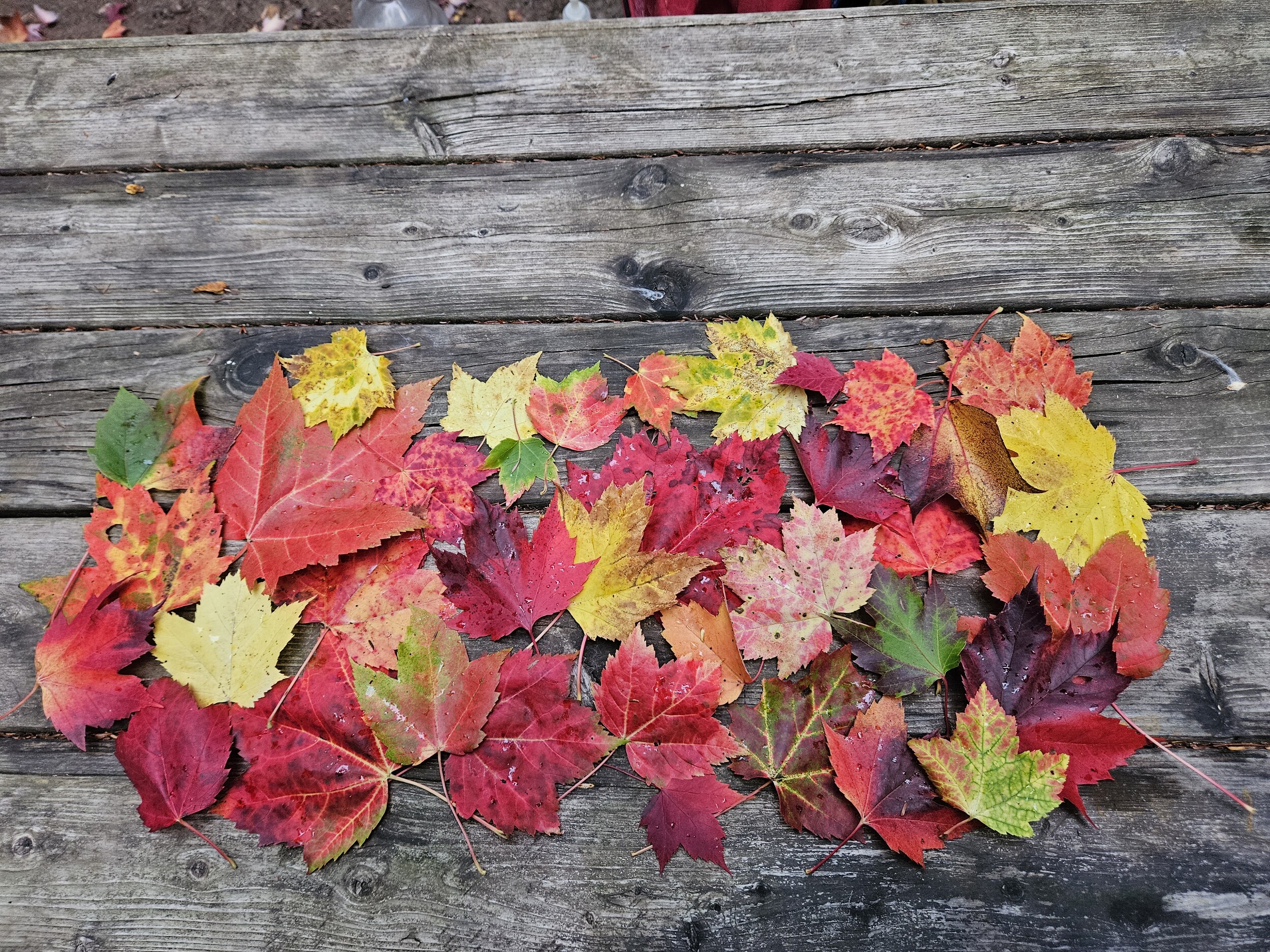 BWCA Lets see some fall leaf pictures Boundary Waters Listening Point ...