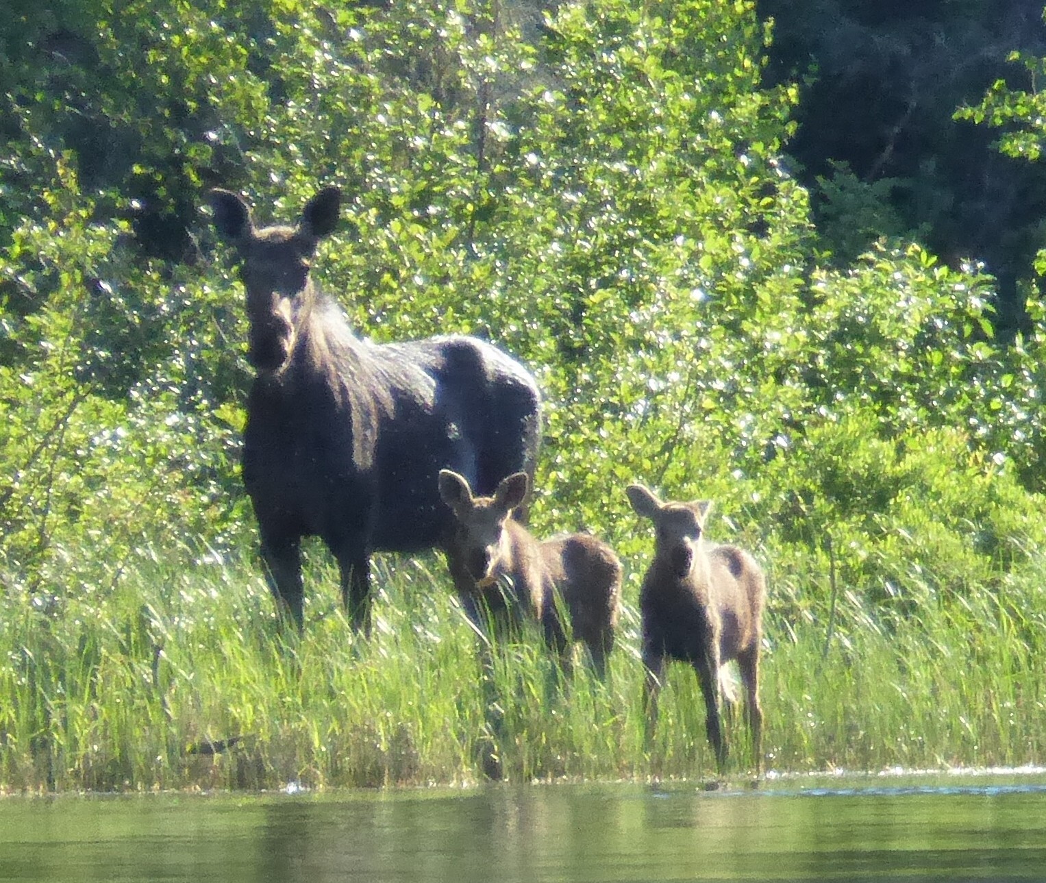 Playing Moose
