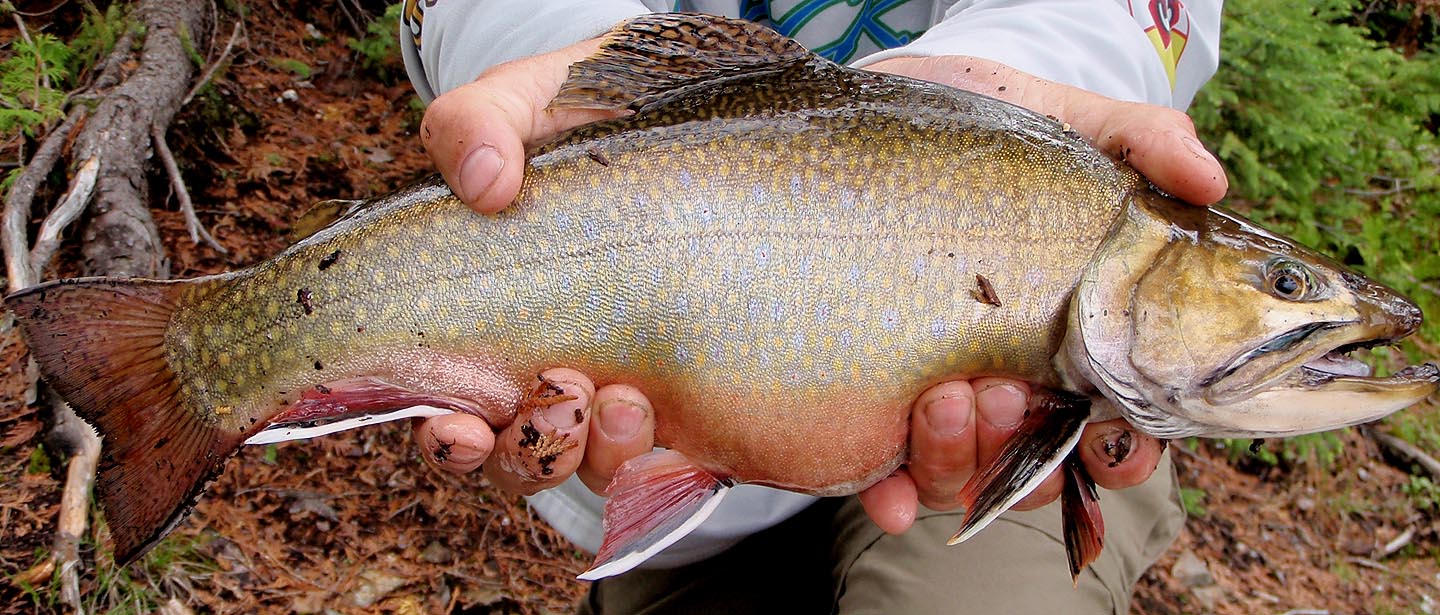 BWCA Check out this Brookie Boundary Waters Fishing Forum