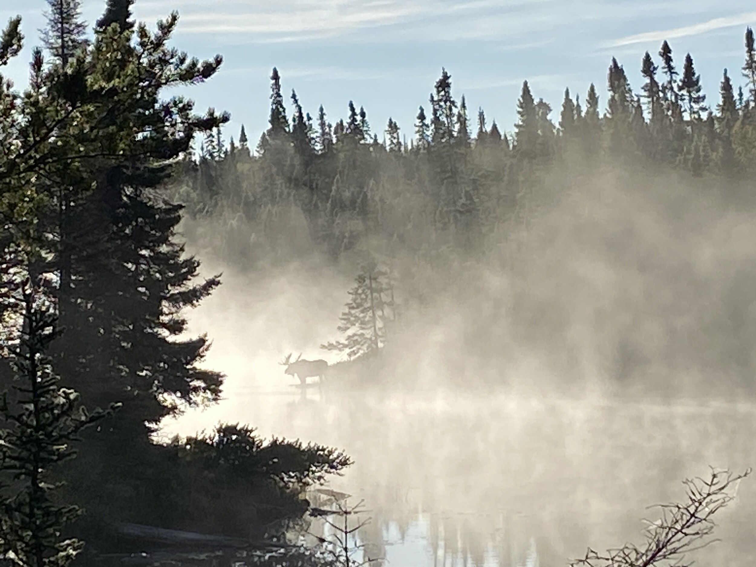Moose in the Mist