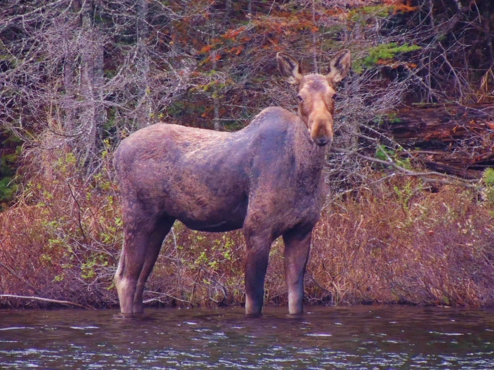 BWCA The Flying Moose has got to go!!! Boundary Waters Listening Point ...