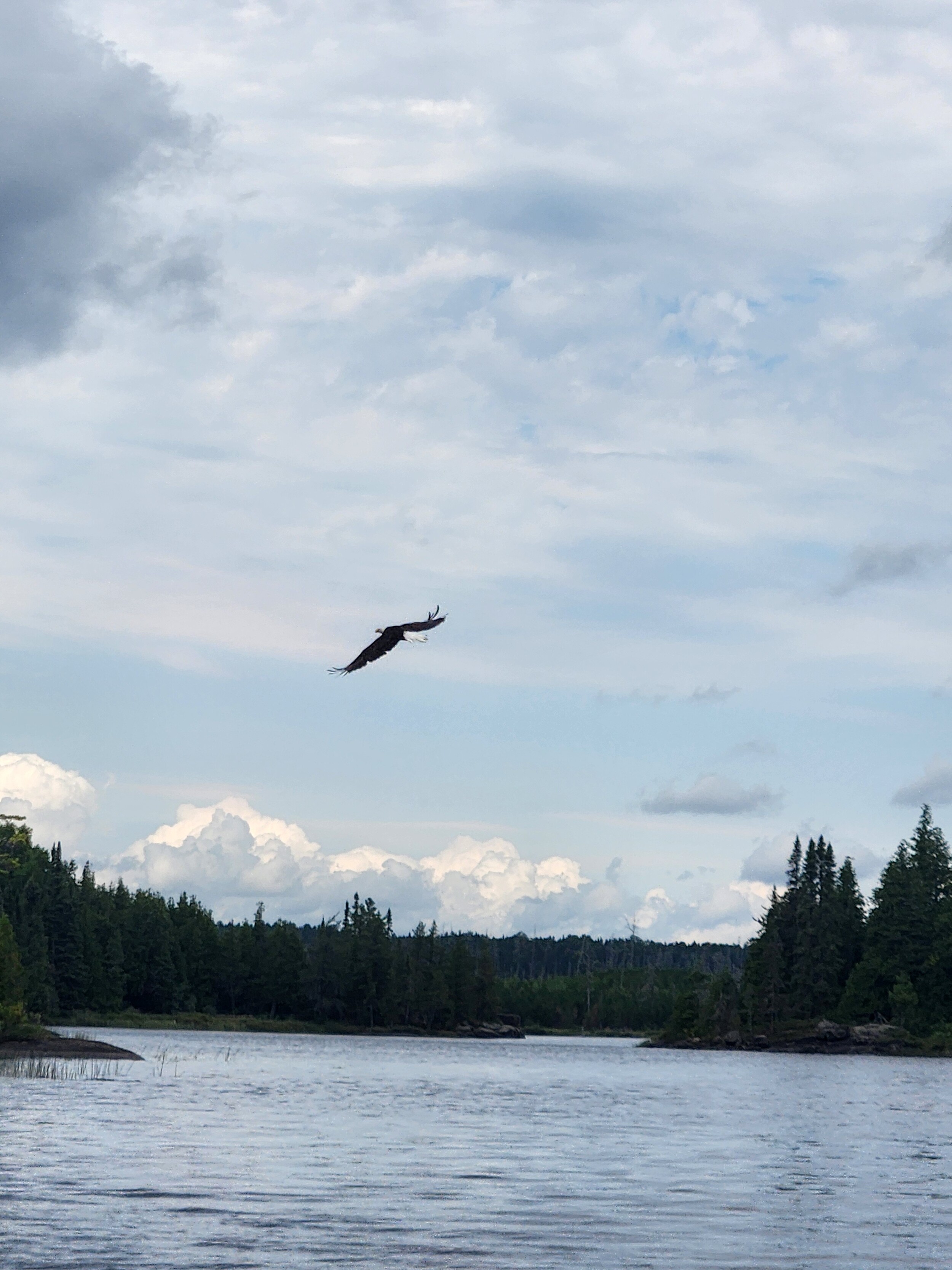 Eagle