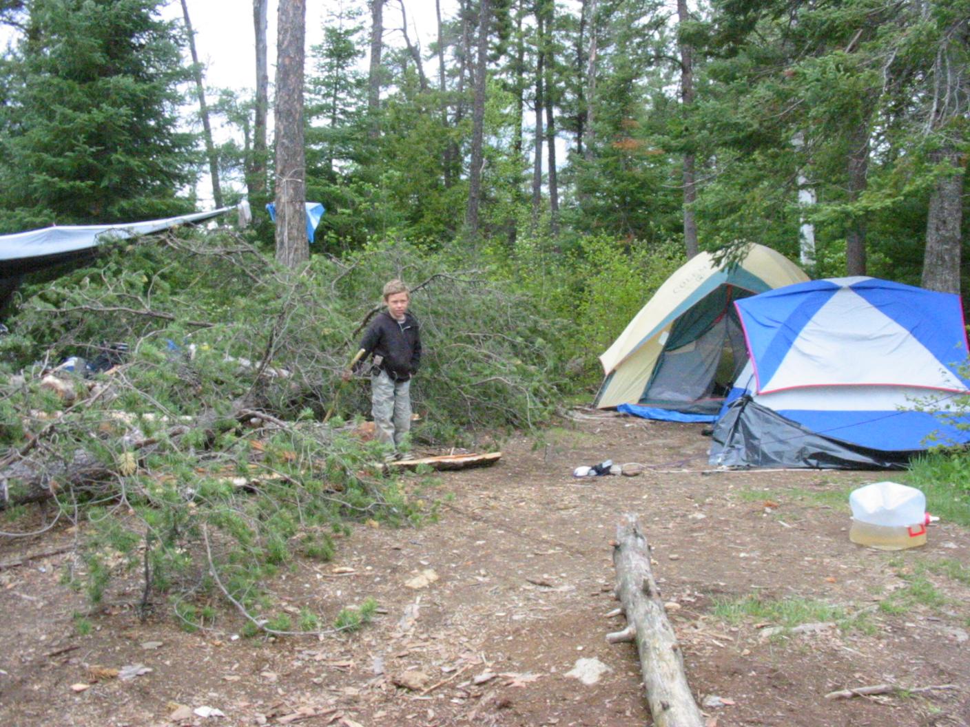 Tree by tent