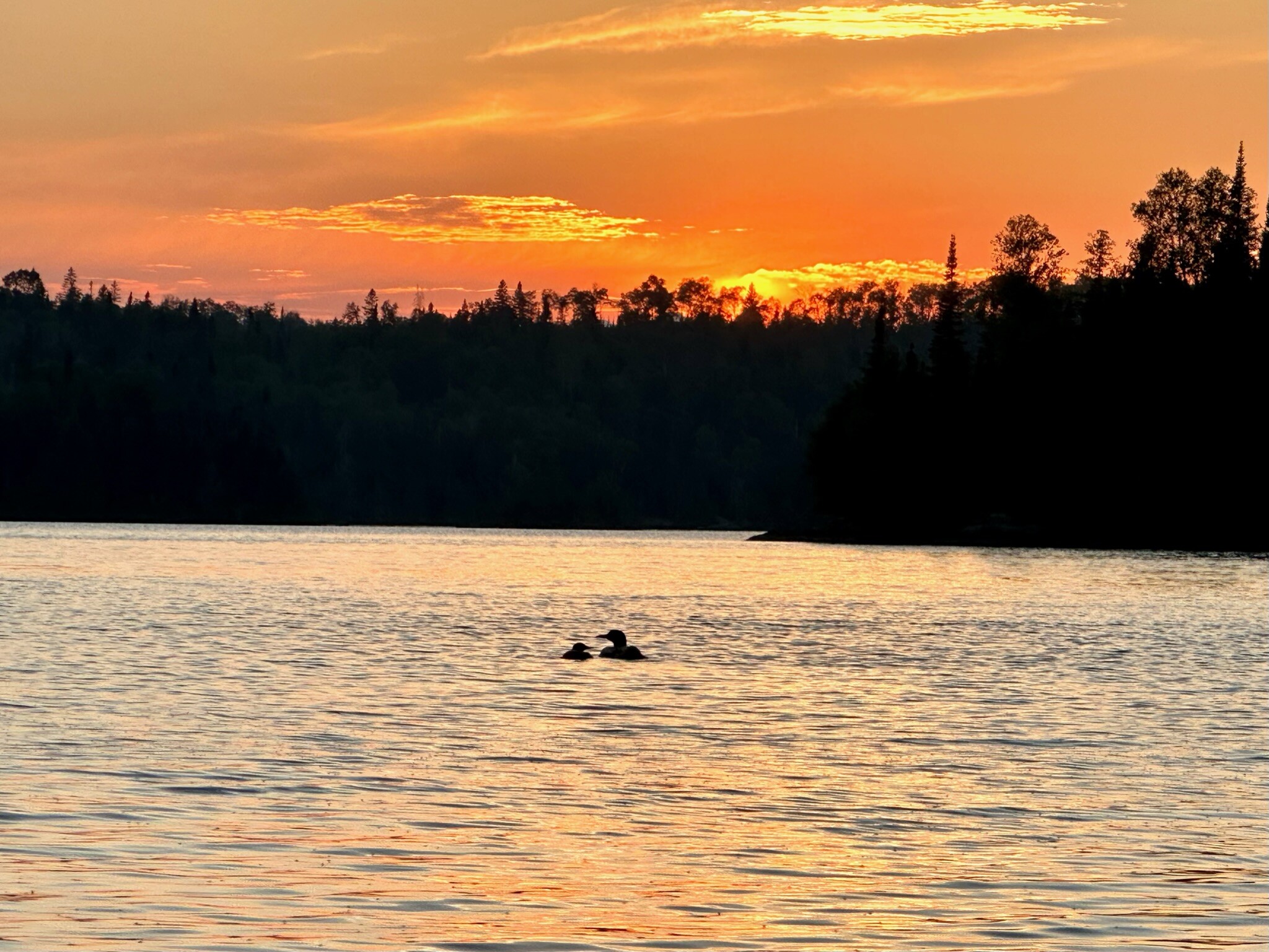 A Loon's favorite time of day to sing.
