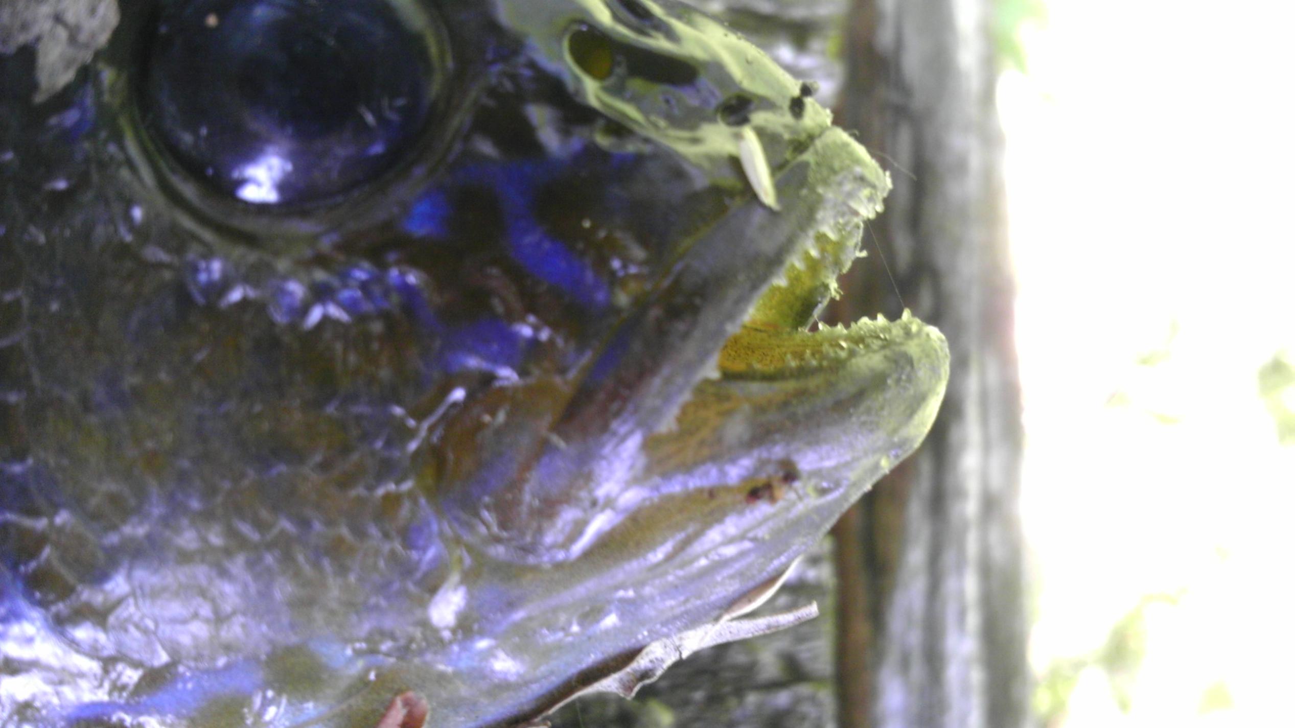 BWCA Cant find fish anywhere Boundary Waters Fishing Forum