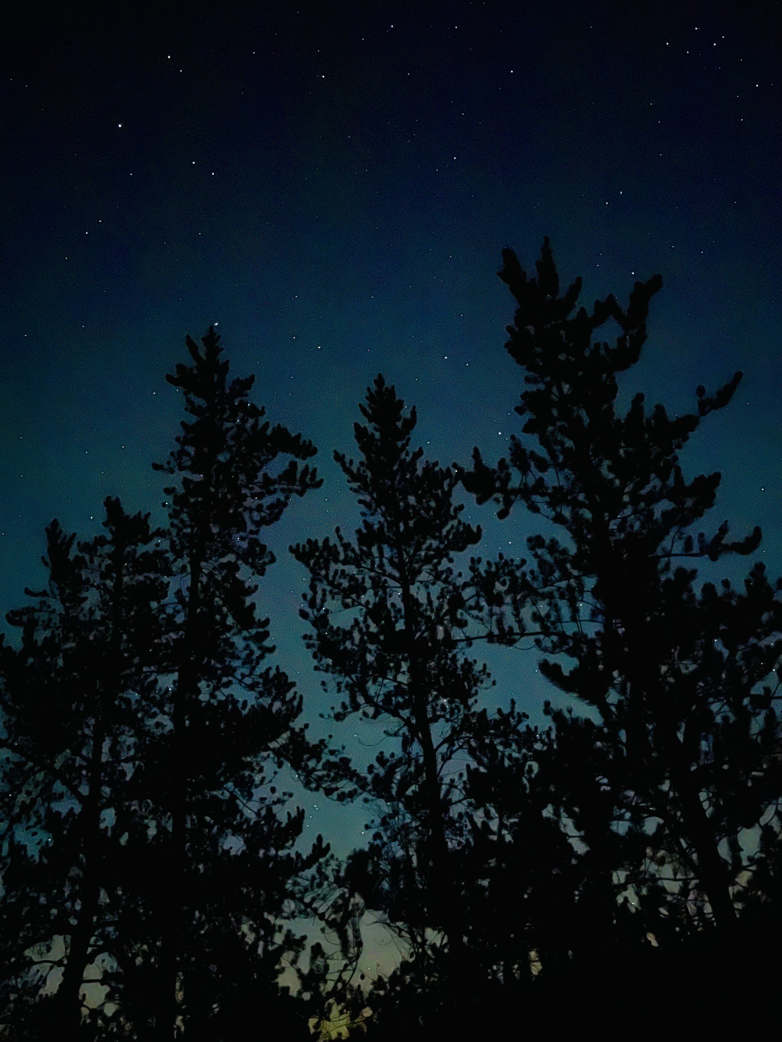 Jack Pine Moonrise
