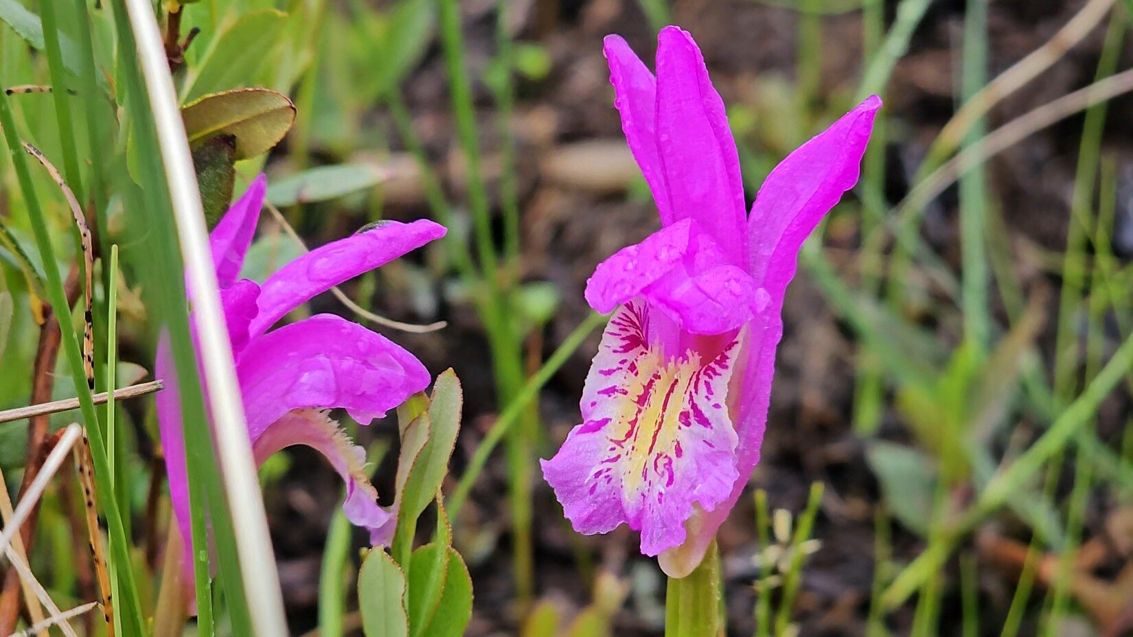 Dragons Mouth Orchid