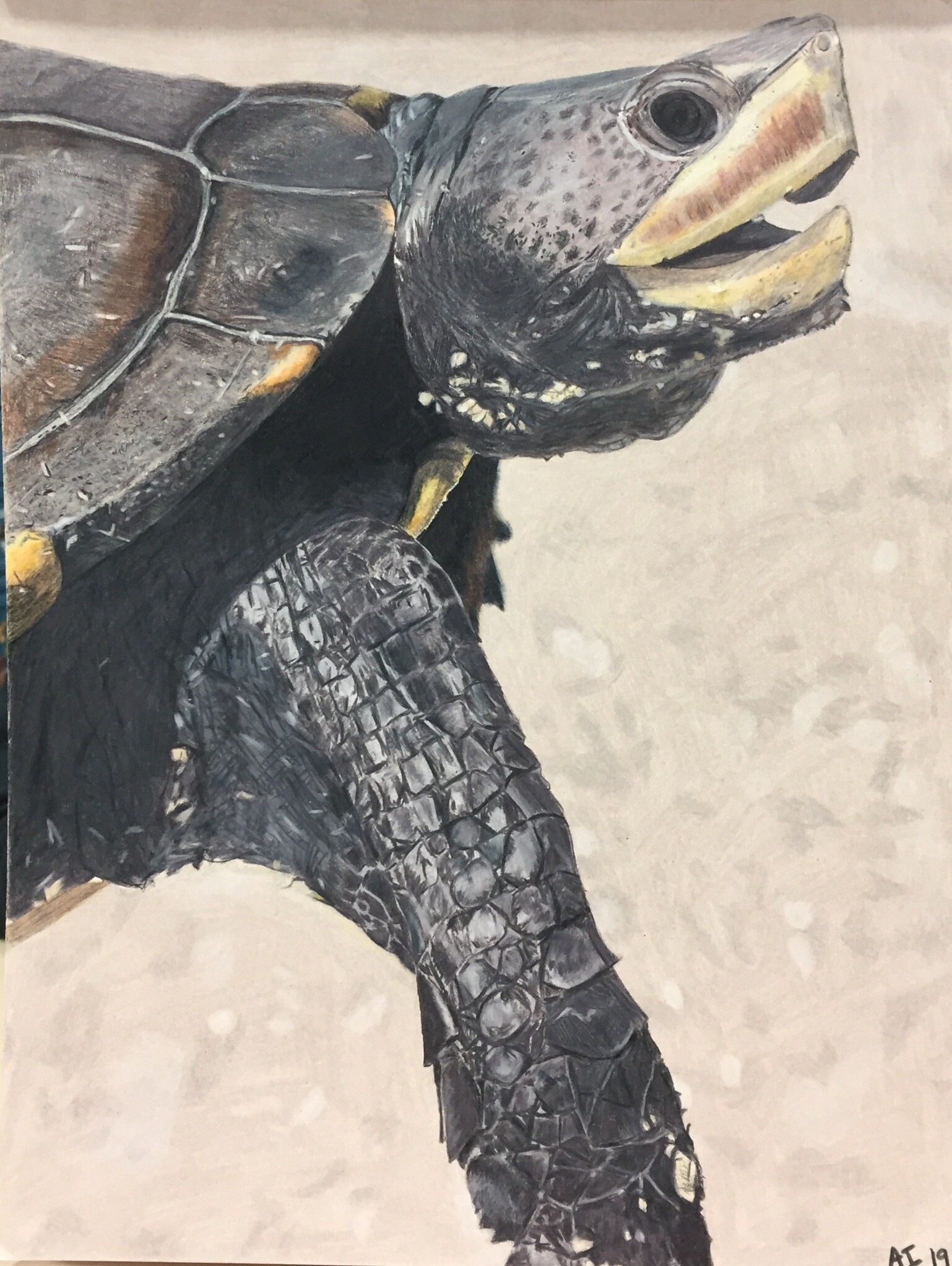 Diamondback Terrapin
