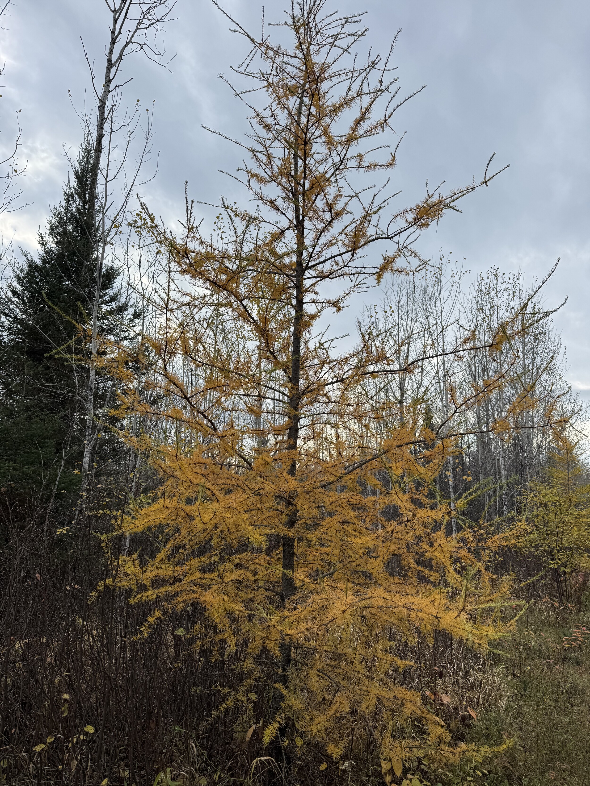 silvercedar