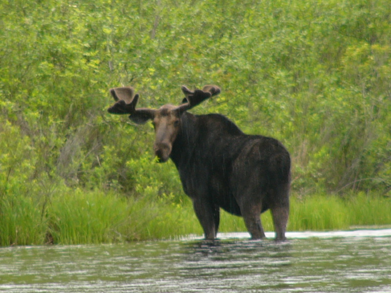Moose On Isabella