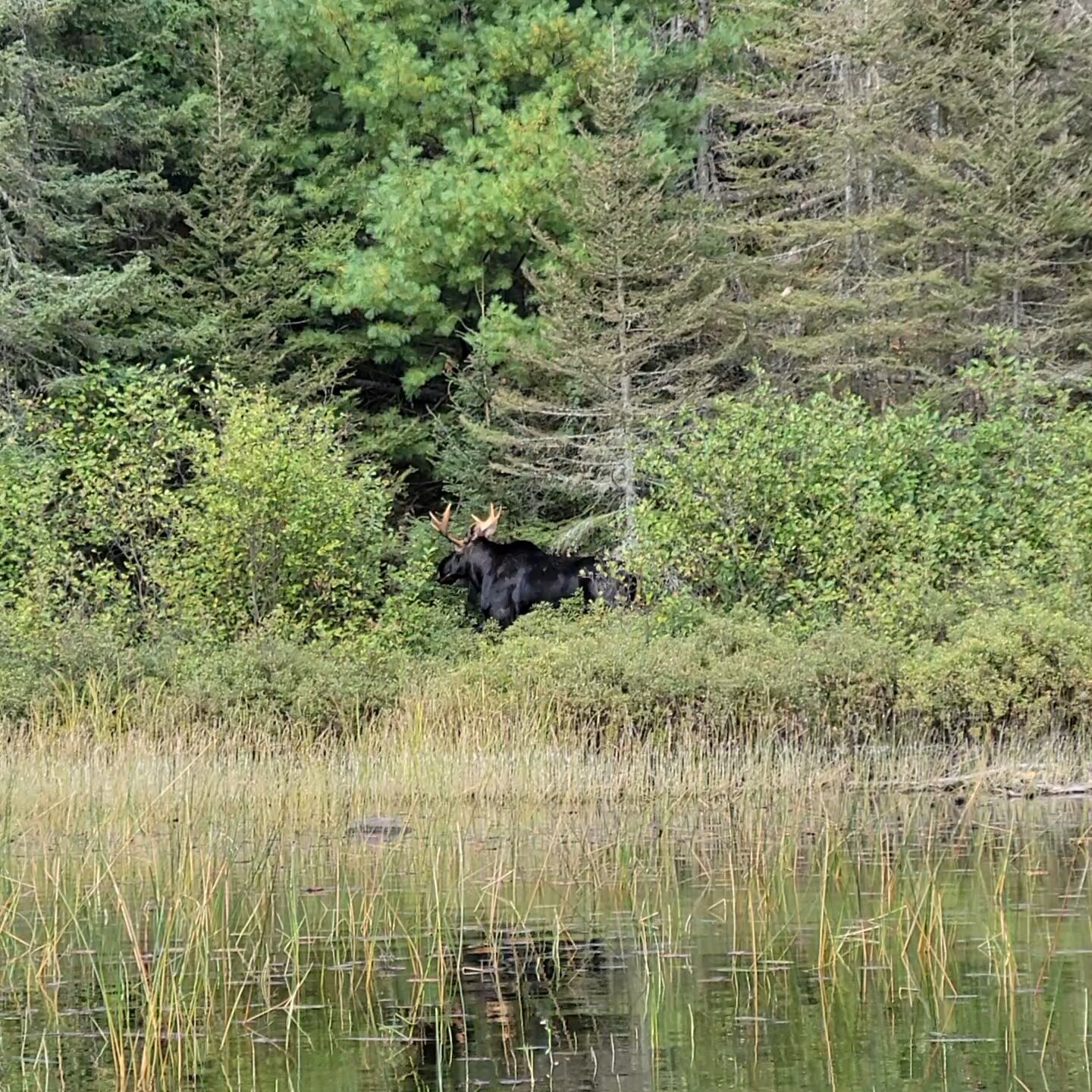 Bull Moose