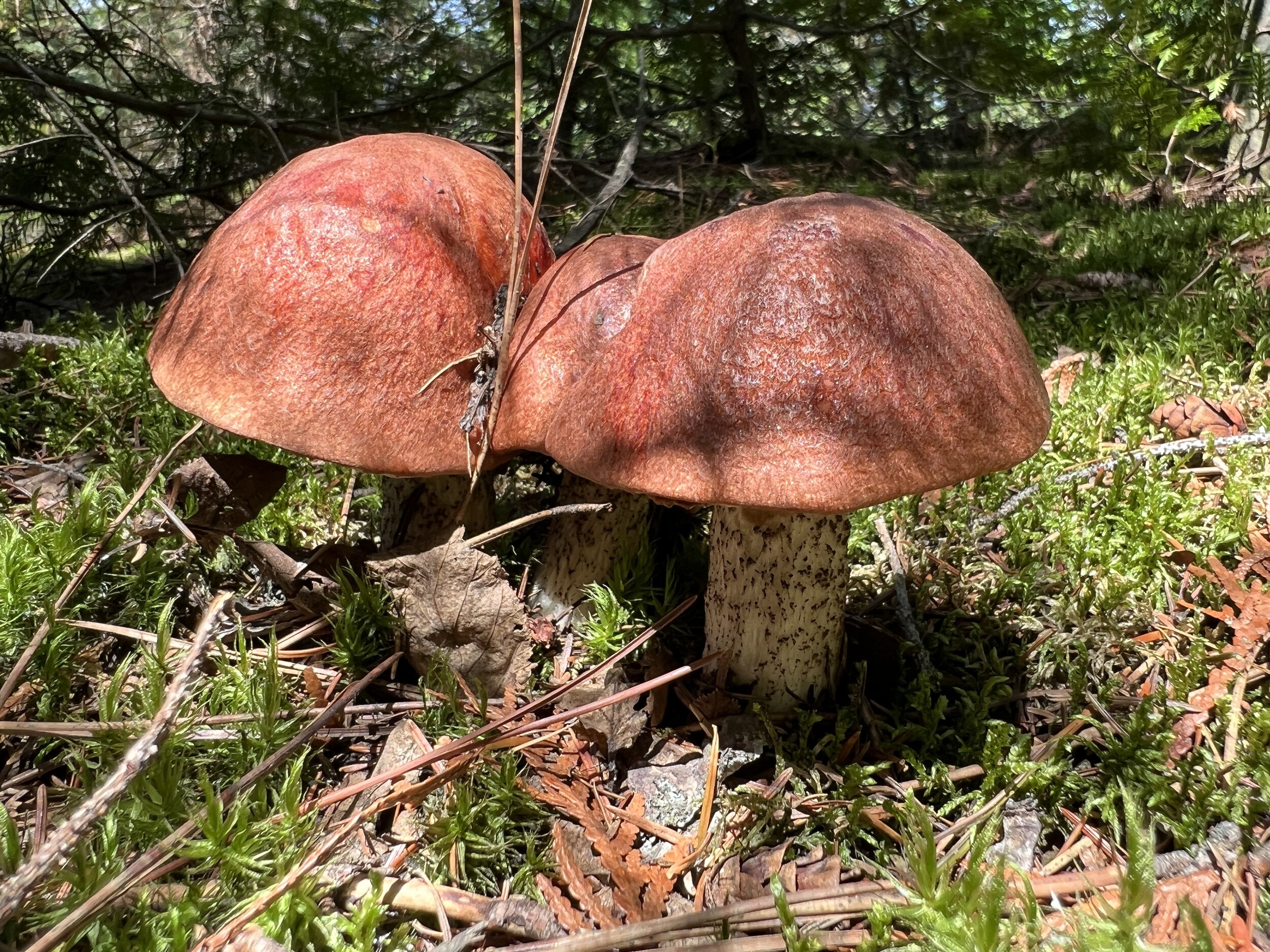 2026 Jan Aspen Boletes