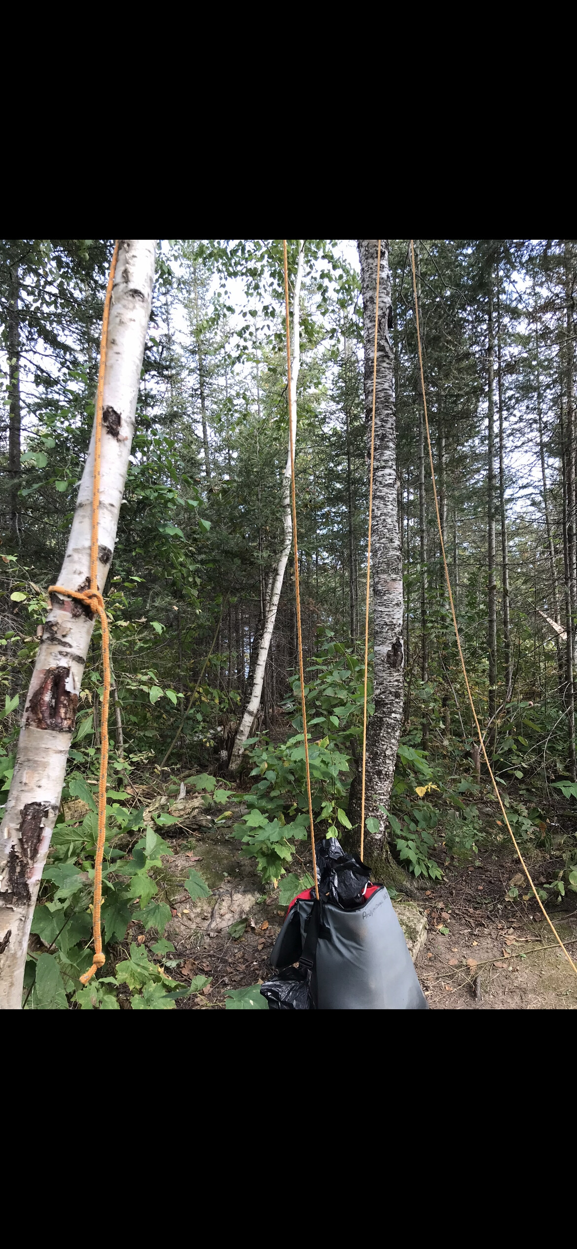 Bear rope