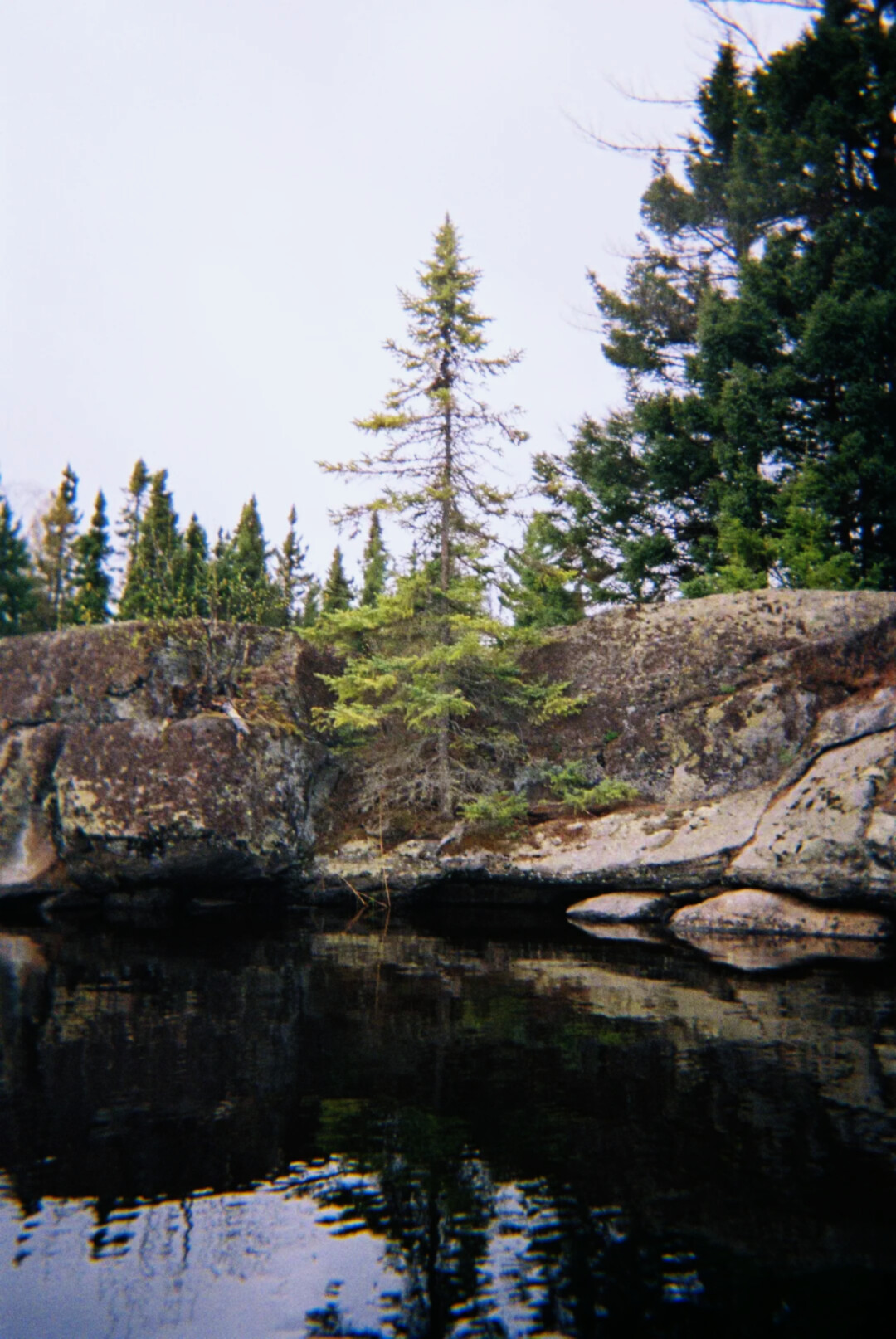 tree in rock