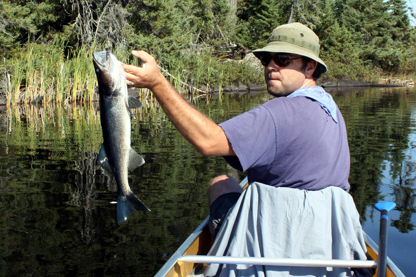 Blue Walleye