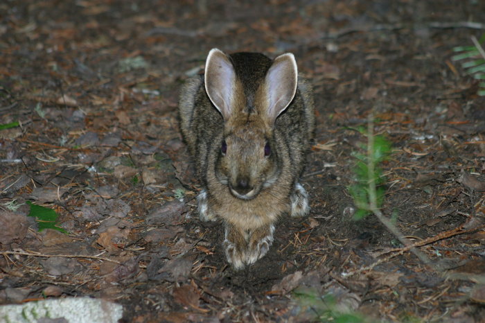 BWCA Bdub bunny sighting Boundary Waters Listening Point - General ...