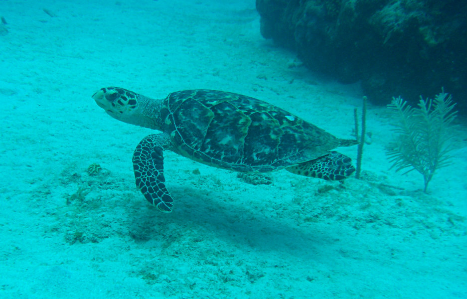 Sea Turtle