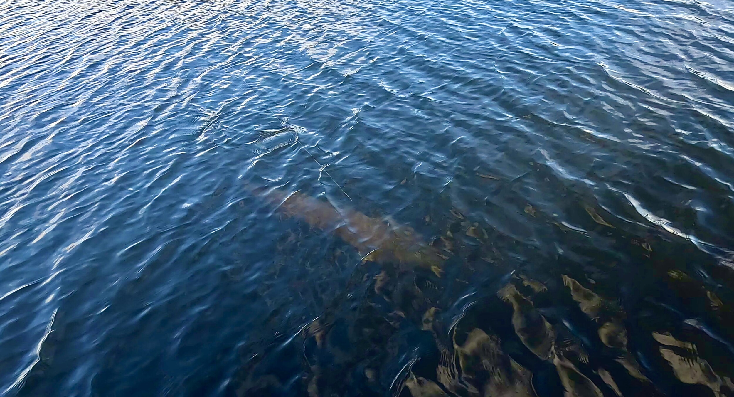 BWCA My Fish of a Lifetime Boundary Waters Fishing Forum