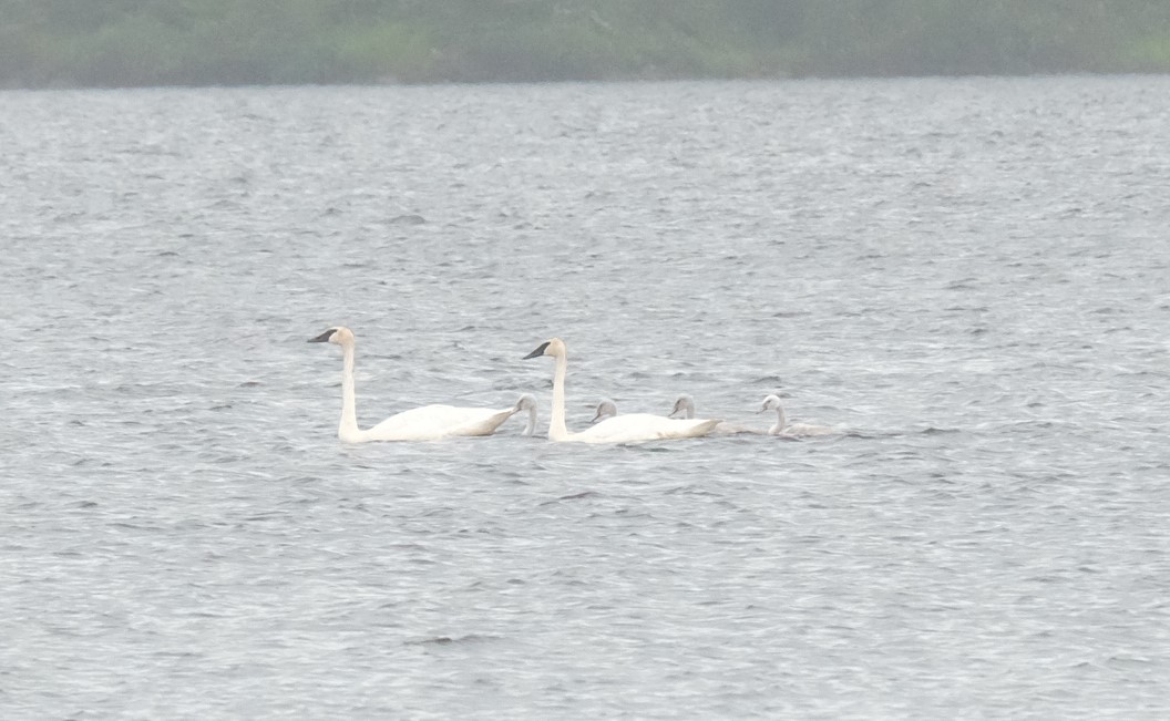 BWCA Swans on Wood Lake Boundary Waters Listening Point General