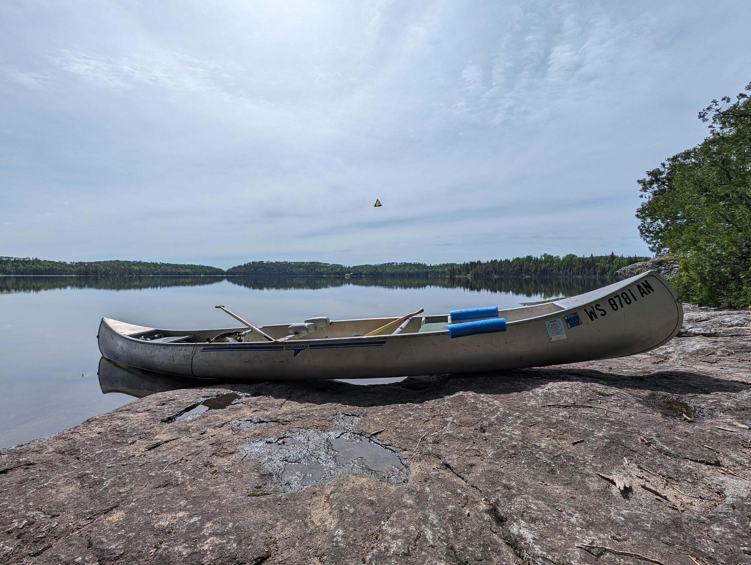 Photo-bombing butterfly