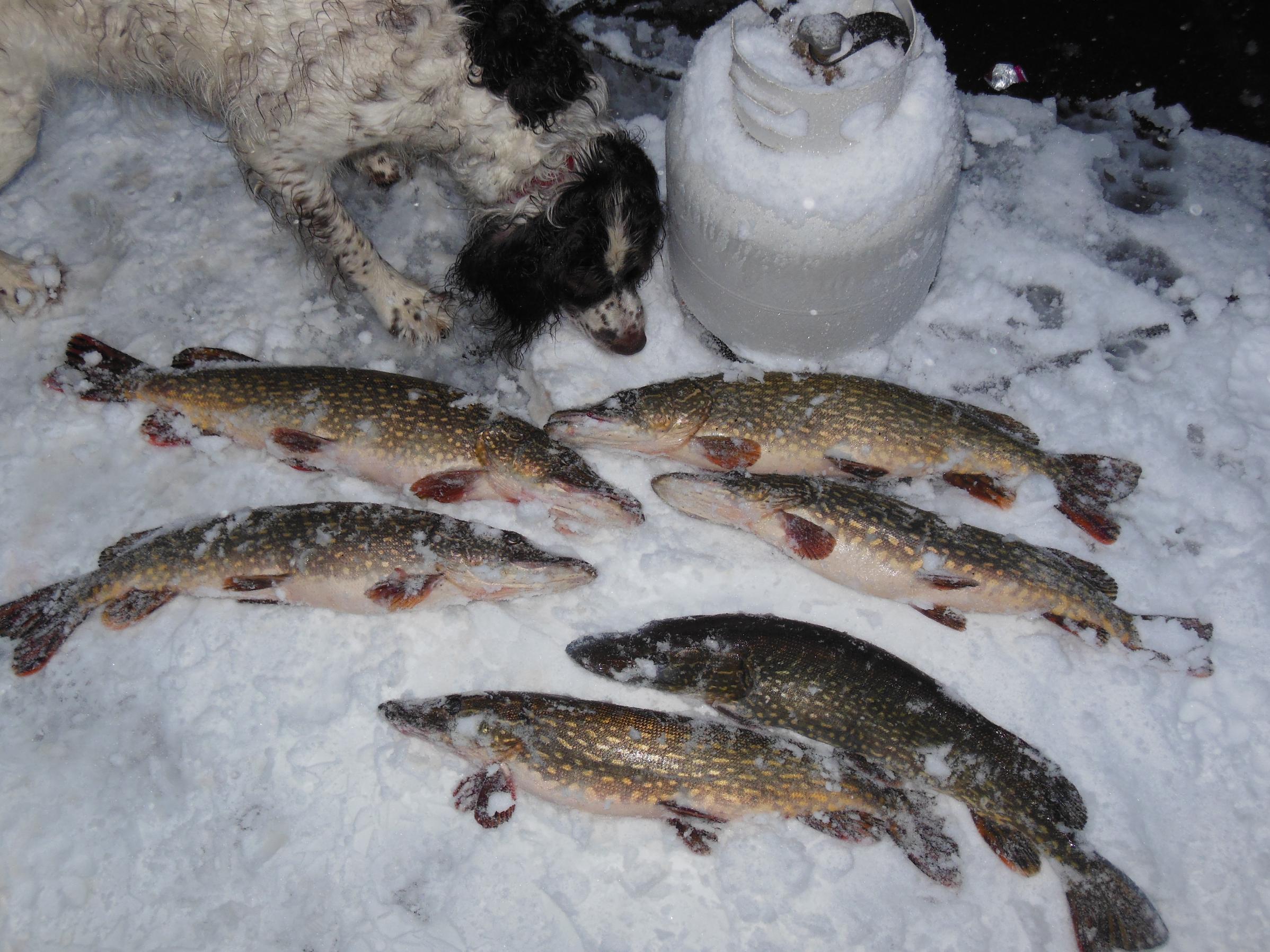 BWCA The fish are biting Boundary Waters Fishing Forum