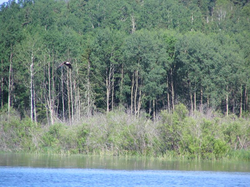Eagle