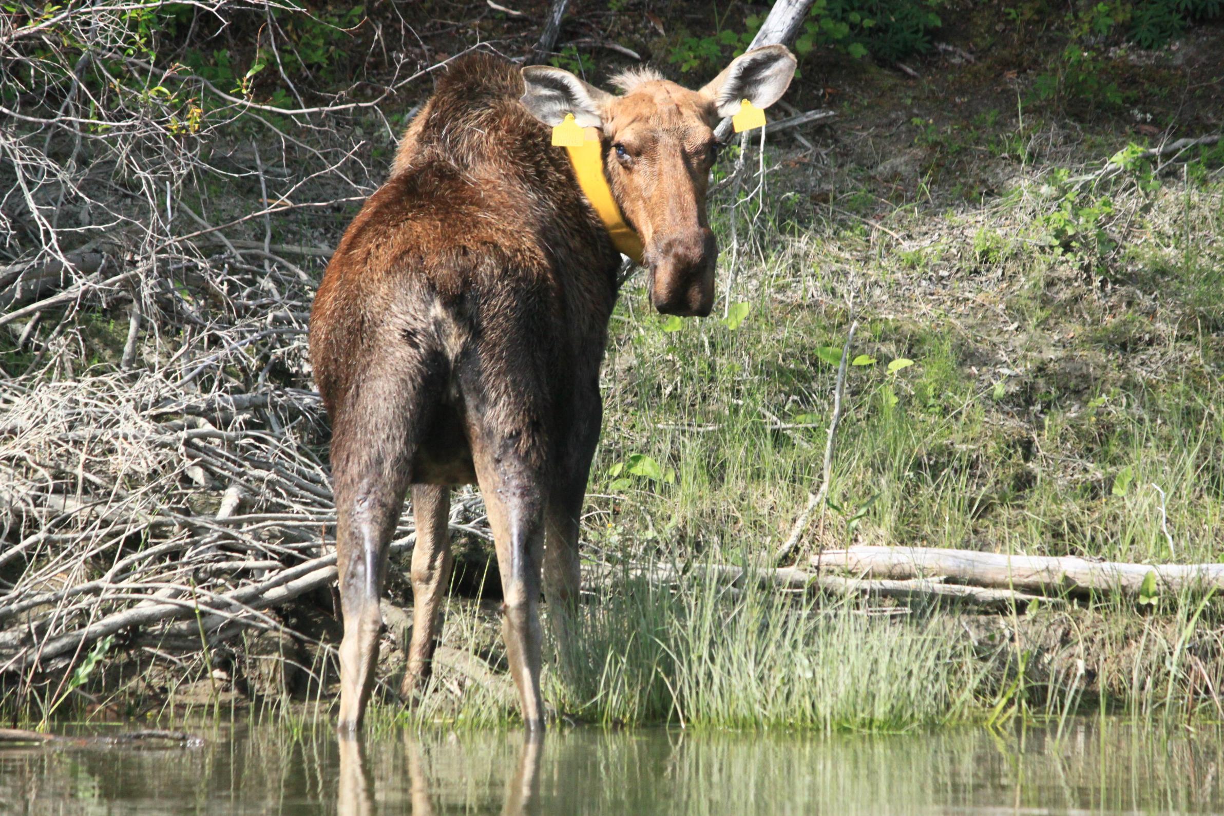 BWCA Moose score-count? Did you see any 2012? Boundary Waters Listening ...